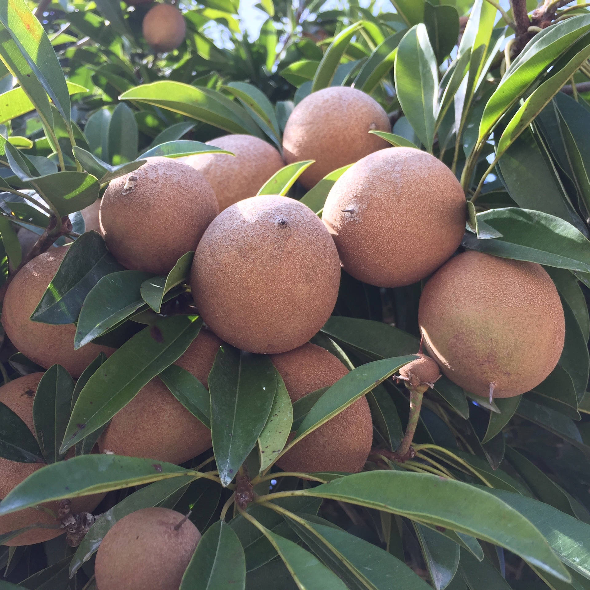 Sapodilla Wallpapers - Wallpaper Cave