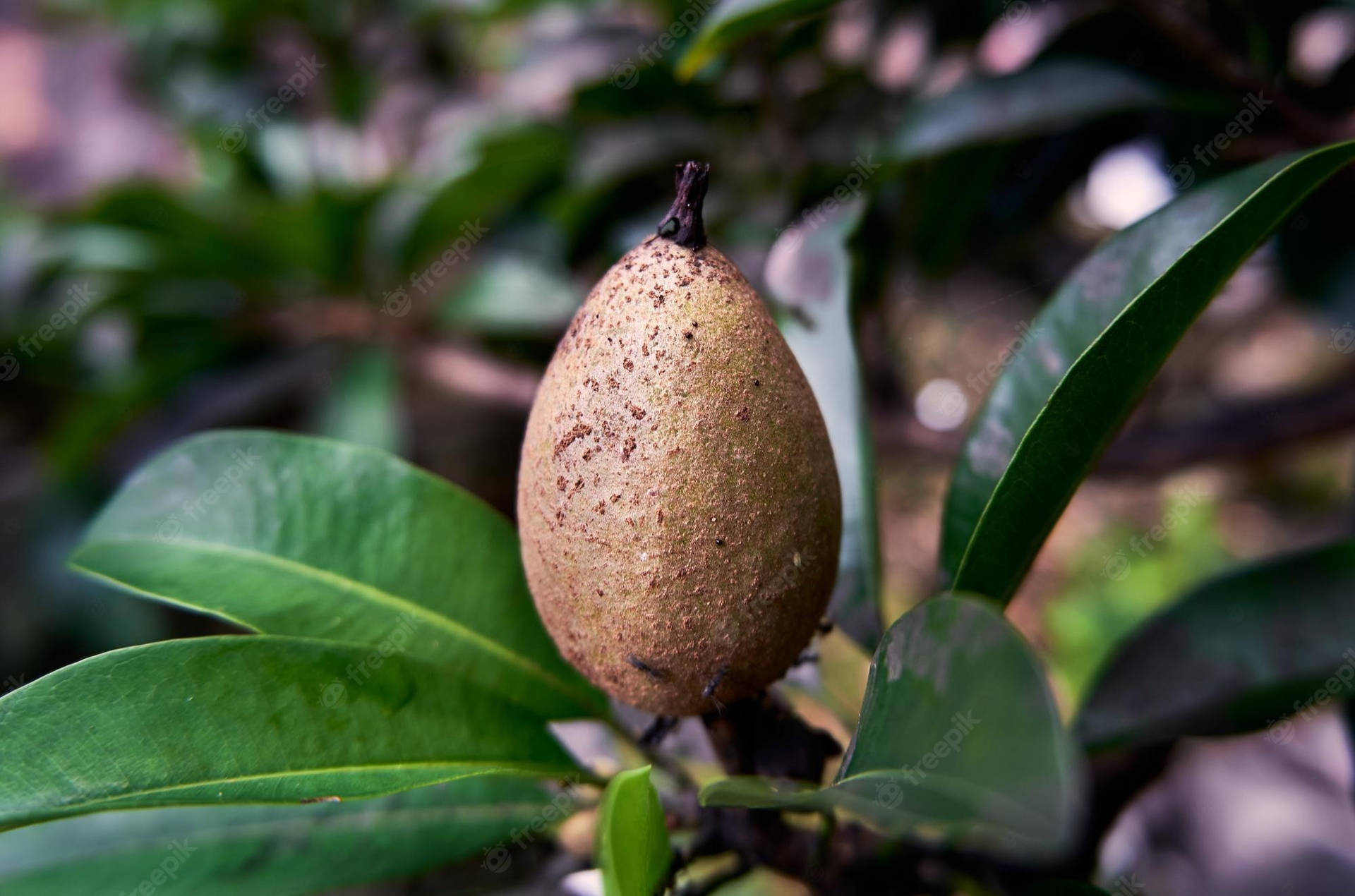 Sapodilla Wallpapers - Wallpaper Cave