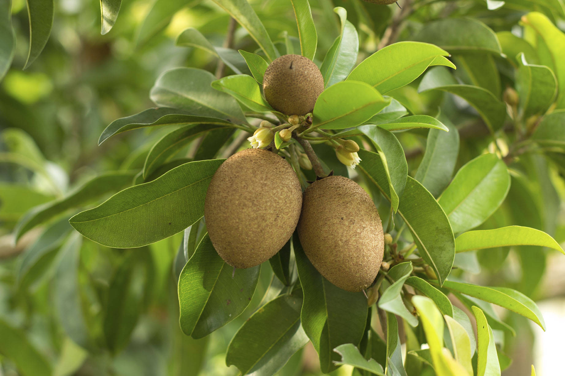 Sapodilla Wallpapers - Wallpaper Cave