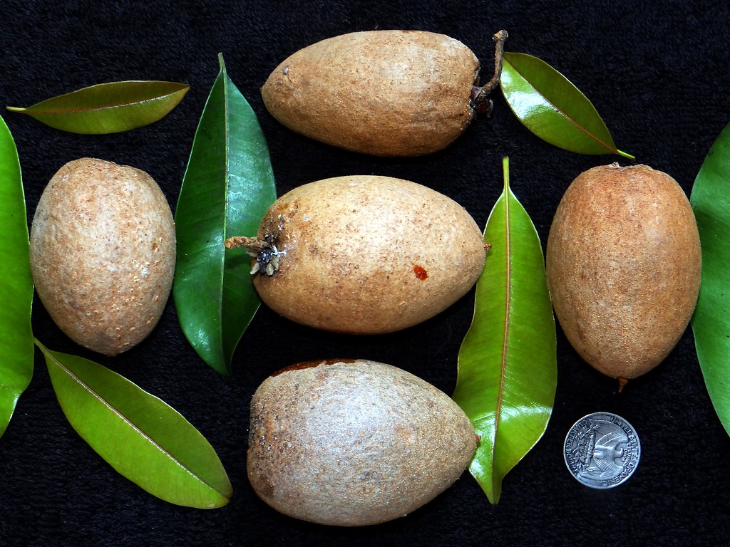 Sapodilla Wallpapers - Wallpaper Cave