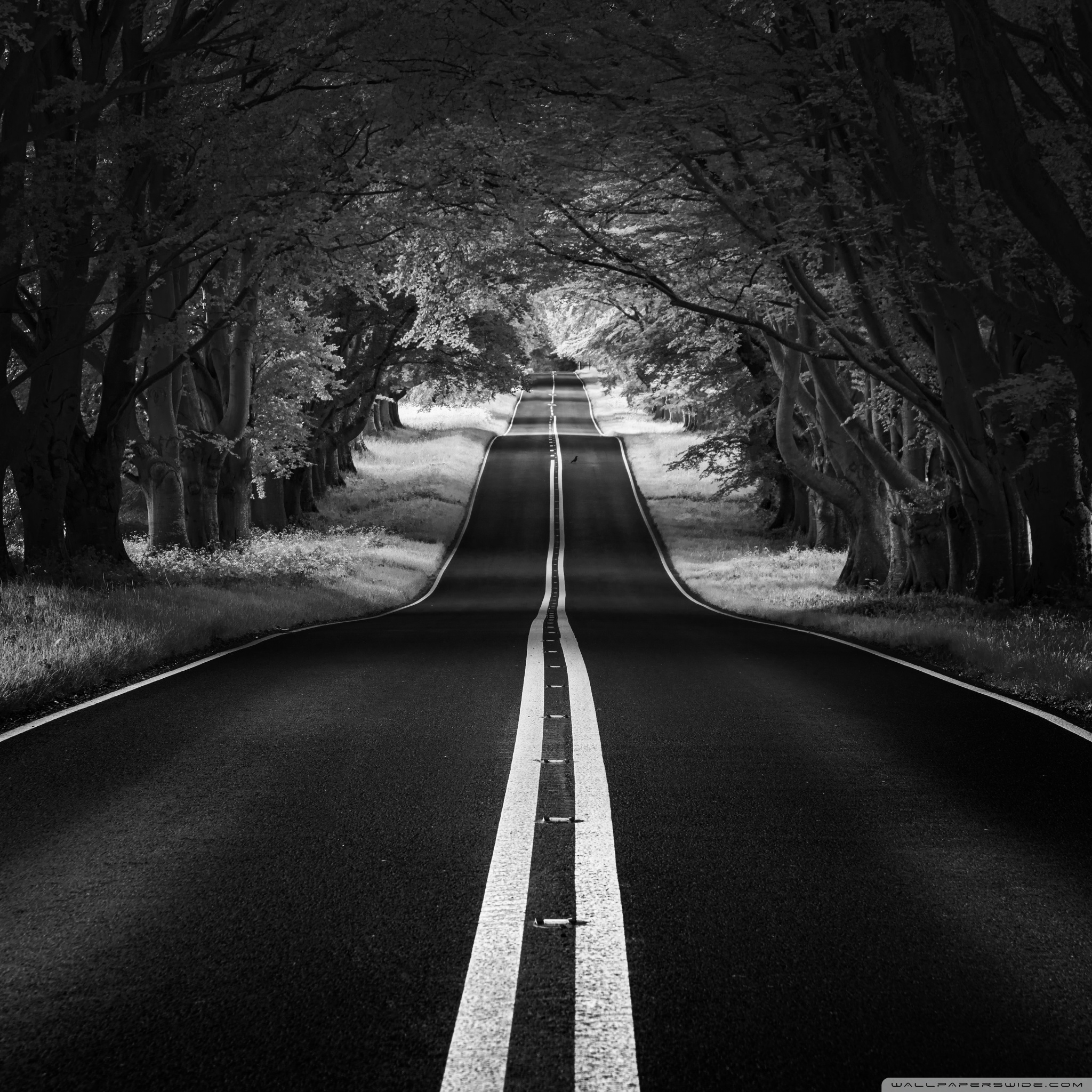 Road Landscape, Aesthetic, Black and White Ultra HD Desktop Background Wallpaper for 4K UHD TV, Widescreen & UltraWide Desktop & Laptop, Tablet