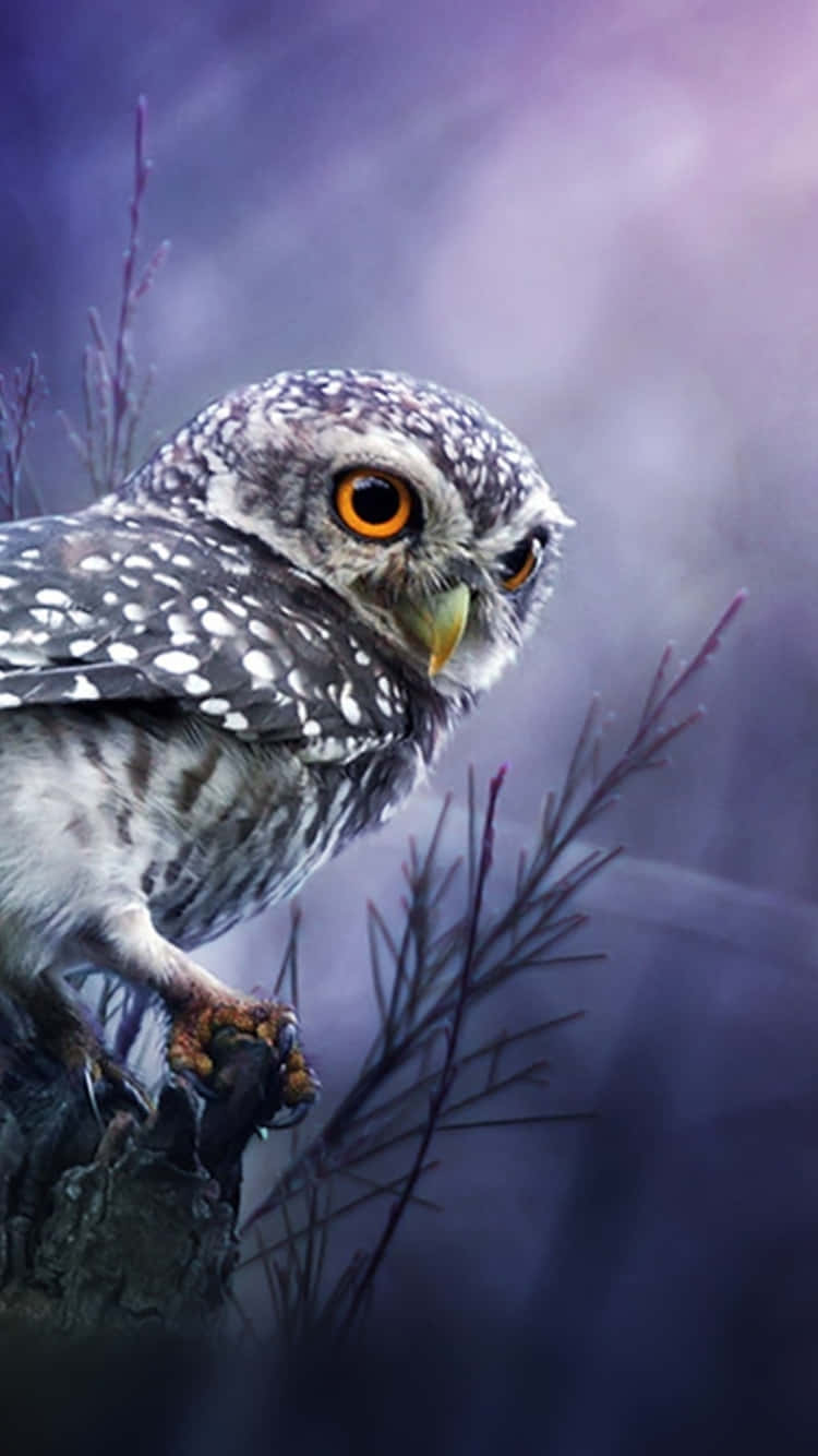 Download Owl Wallpaper For Desktop Wallpaper