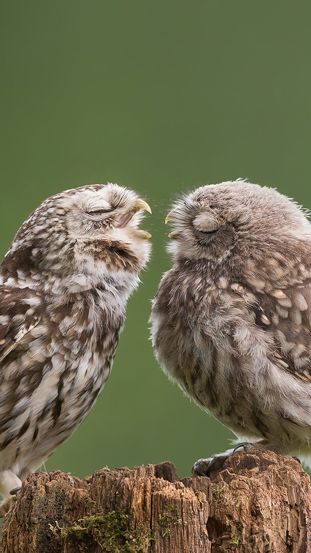 Owl Phone Wallpapers - Wallpaper Cave