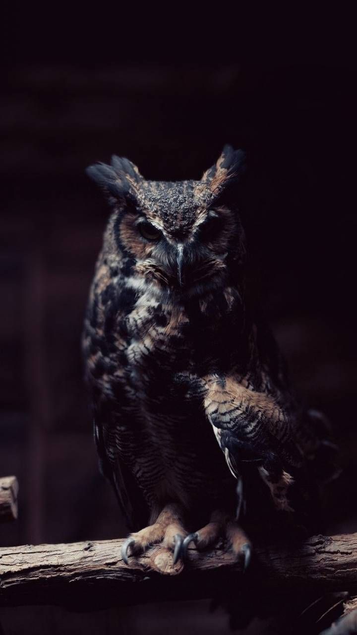 Owl Phone Wallpaper. Owl wallpaper, Owl, Owl photography