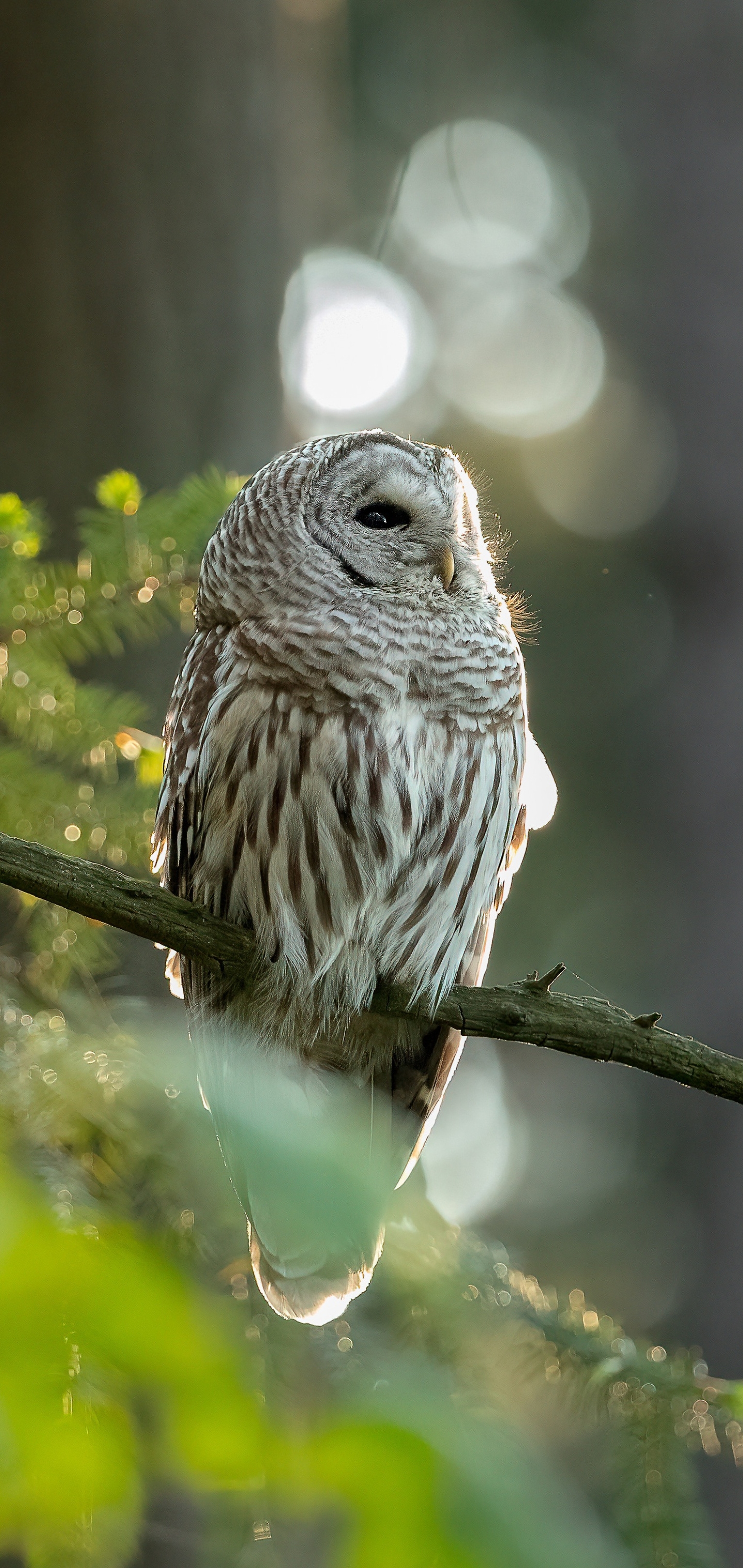 Free download Owl Phone Wallpaper Mobile Abyss [1440x3040] for your Desktop, Mobile & Tablet. Explore Owl Mobile Wallpaper. Cute Owl Wallpaper, Owl City Wallpaper, Owl City Wallpaper