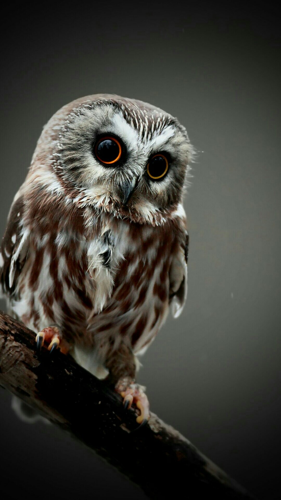 A Cute Owl Mobile HD Wallpaper