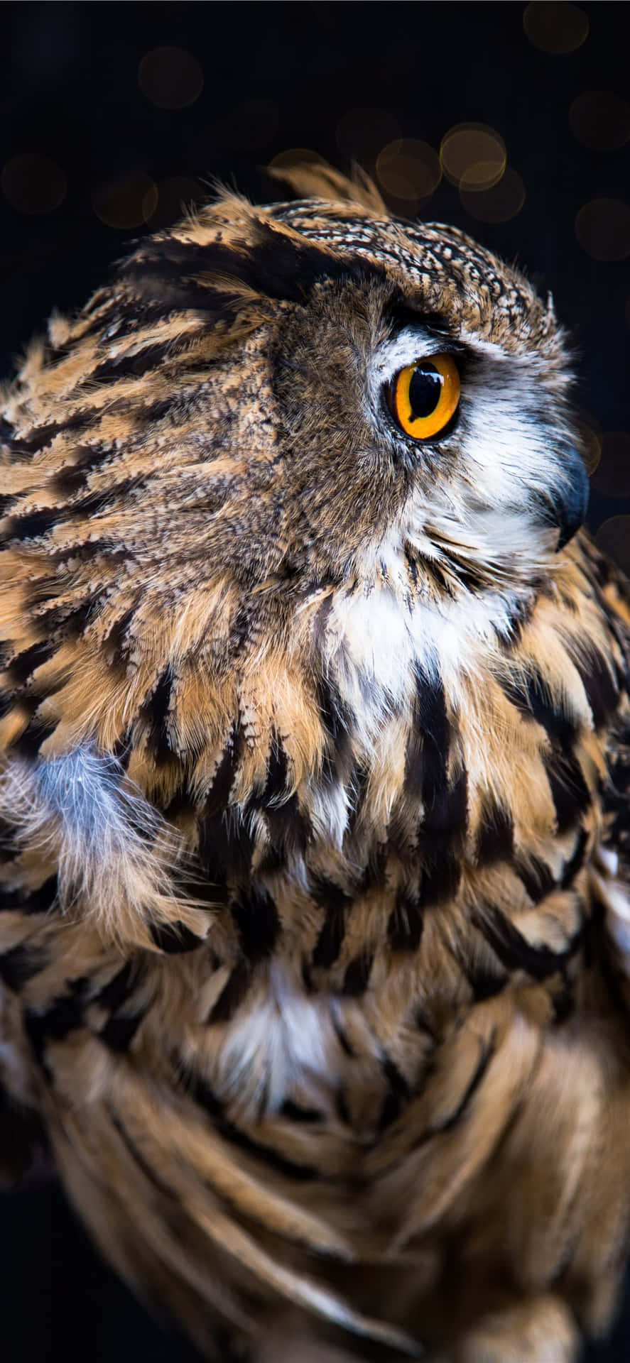 Free Owl Phone Background, Owl Phone Background s for FREE