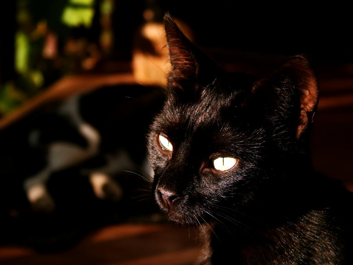 Black cat wallpaper HD. Download Free background