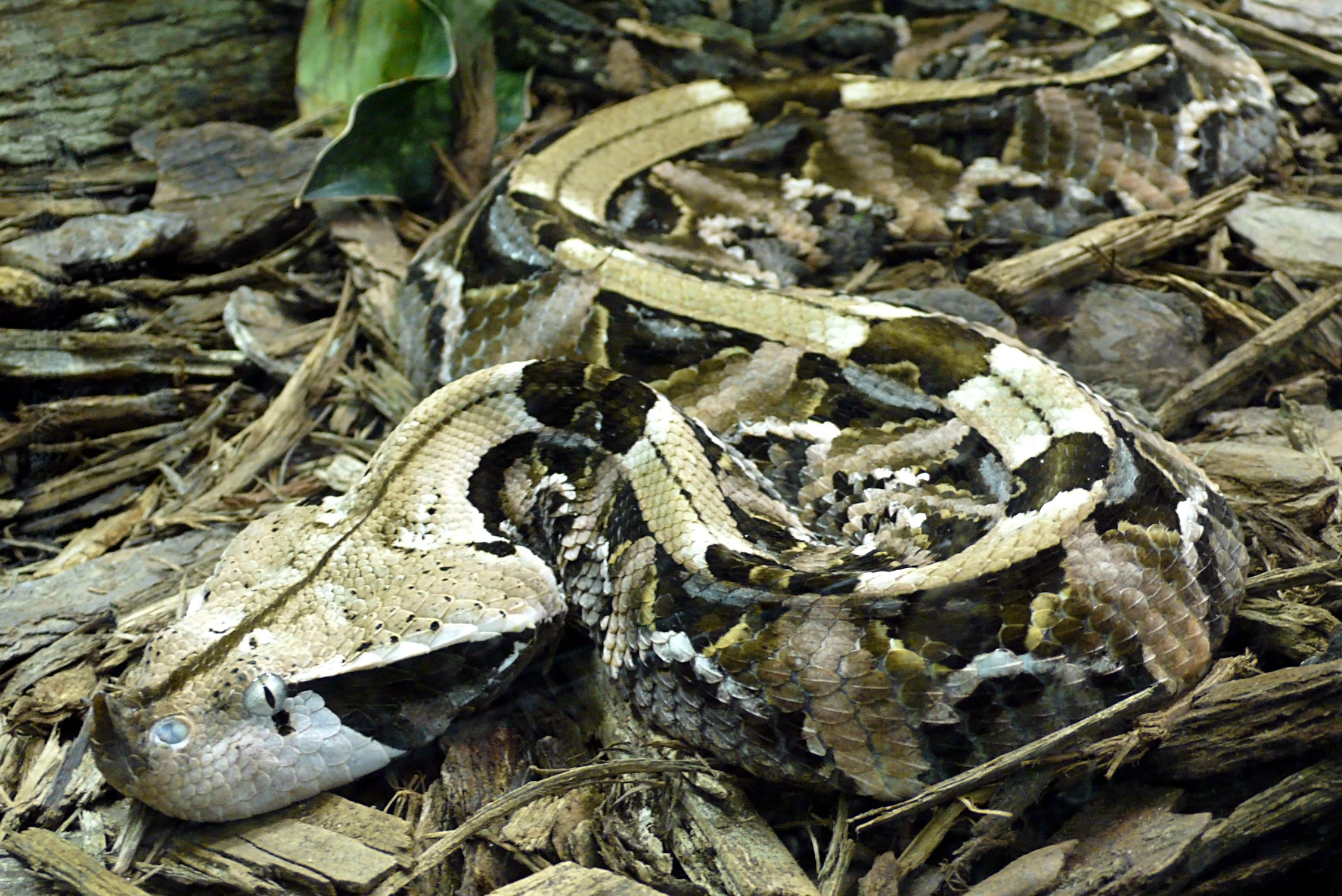 Gaboon Viper HD Wallpaper