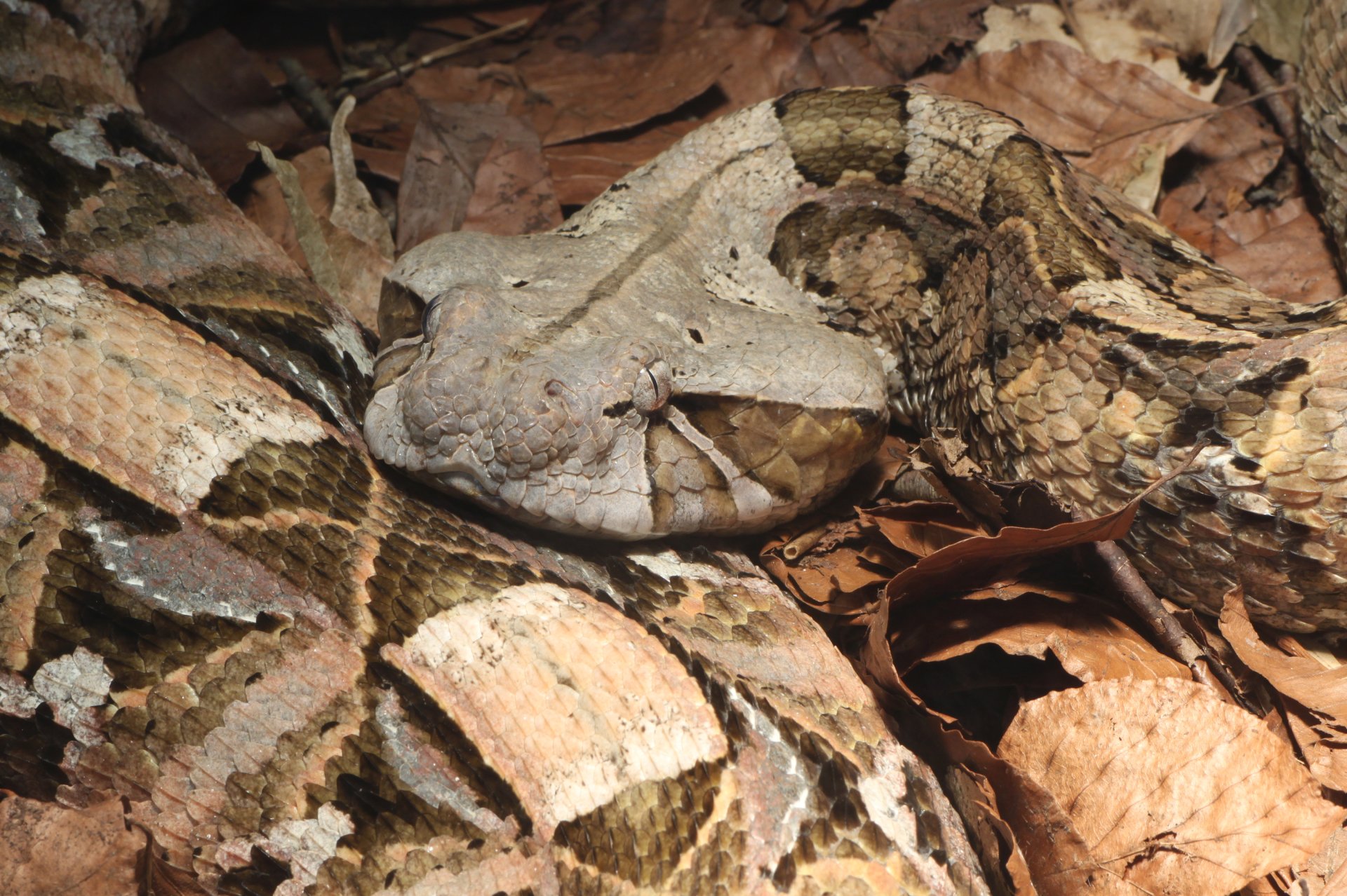 Gaboon Viper HD Wallpaper and Background