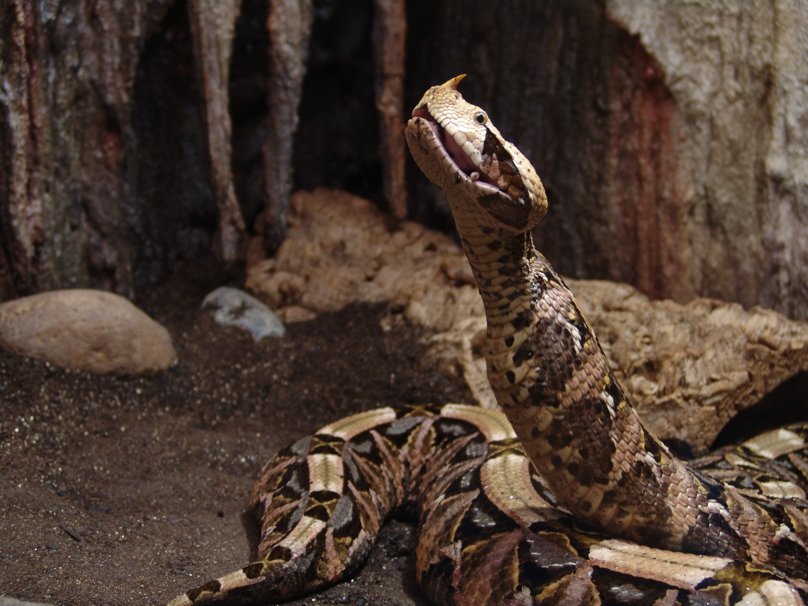 Gaboon Viper (rhinoceros)
