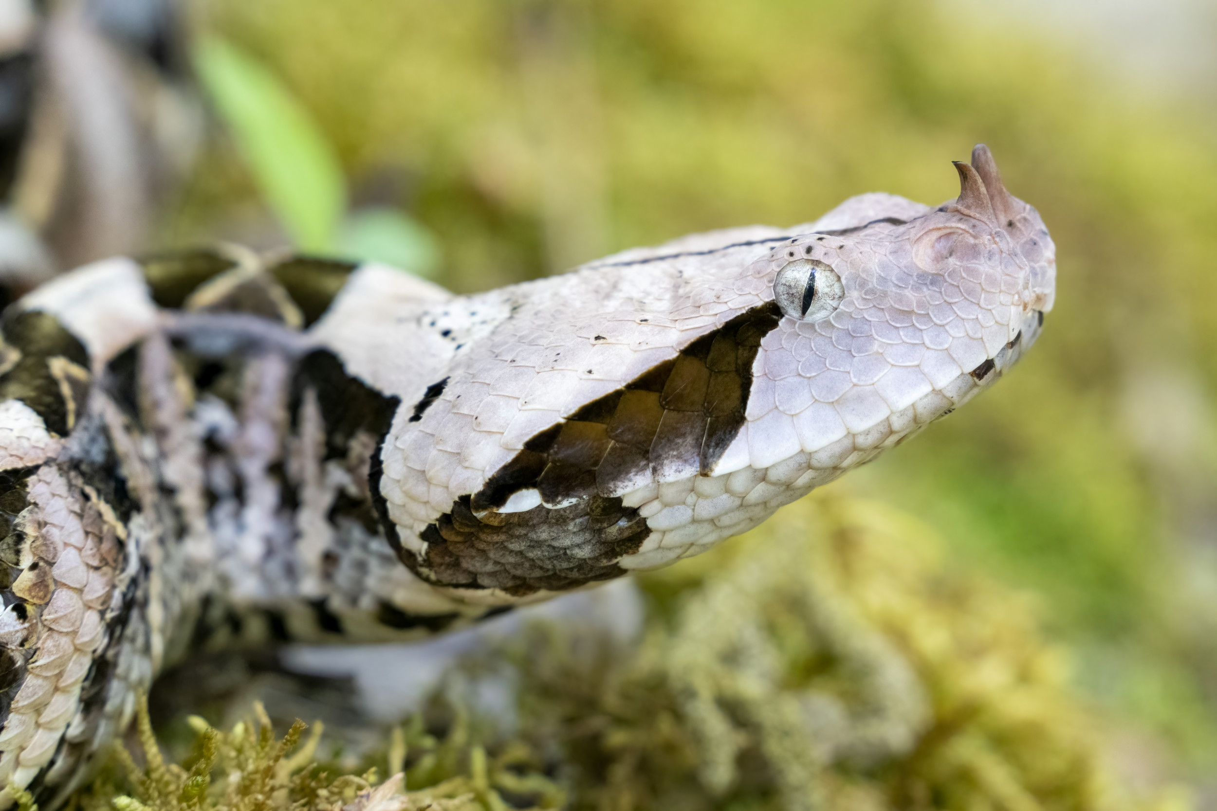 North Carolina Man Loses Fingers, Almost Dies, After Venomous Viper Attack