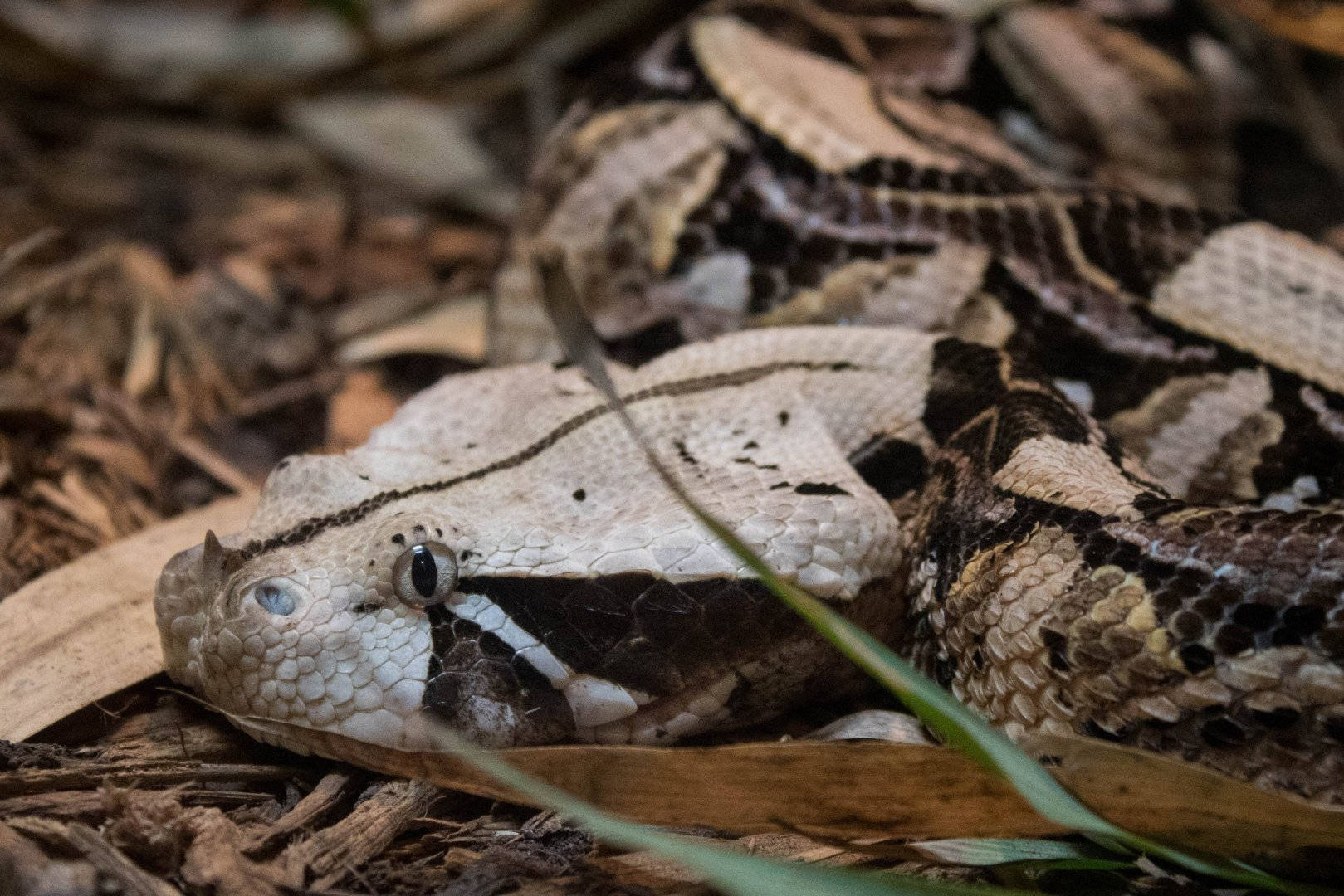 Gaboon Viper Wallpapers - Wallpaper Cave