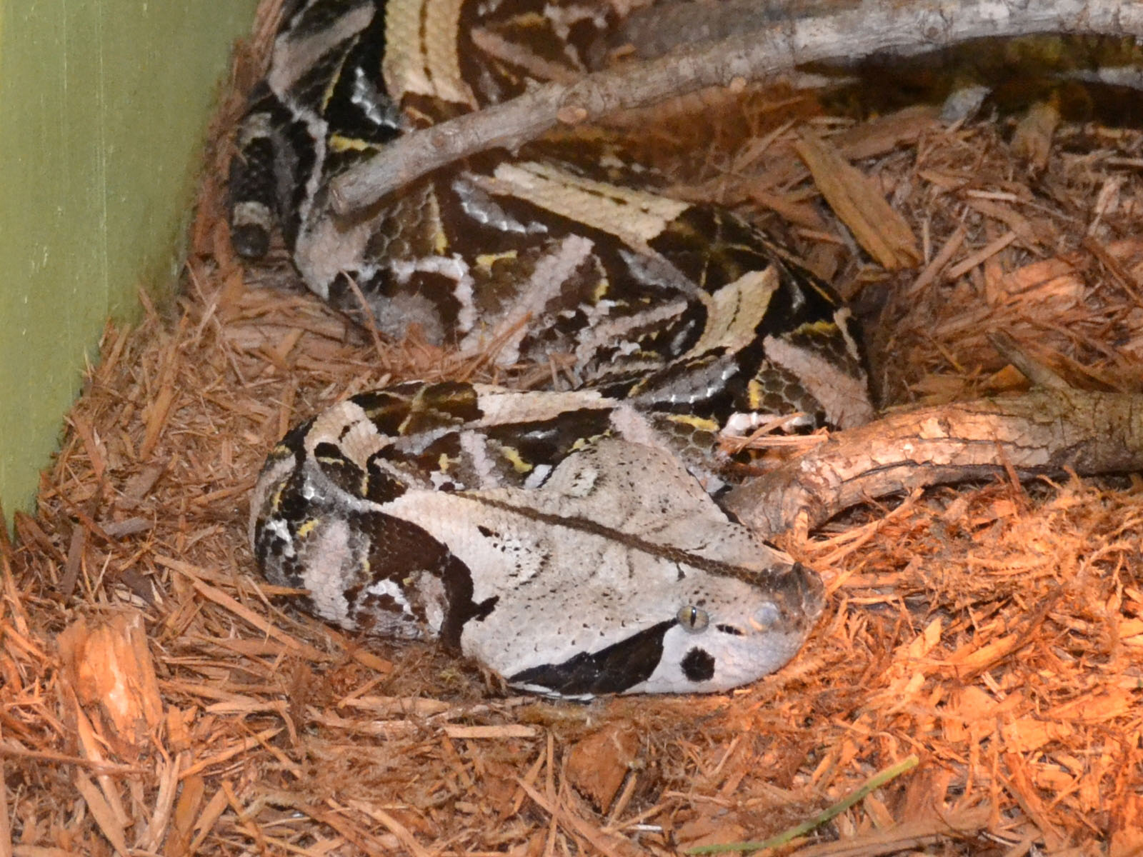 Gaboon Viper Wallpapers - Wallpaper Cave