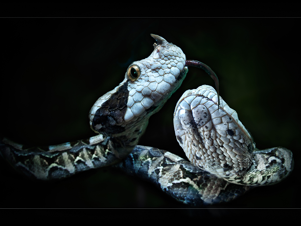 Gaboon Viper (Bitis Rhinoceros). Can You see the horns?