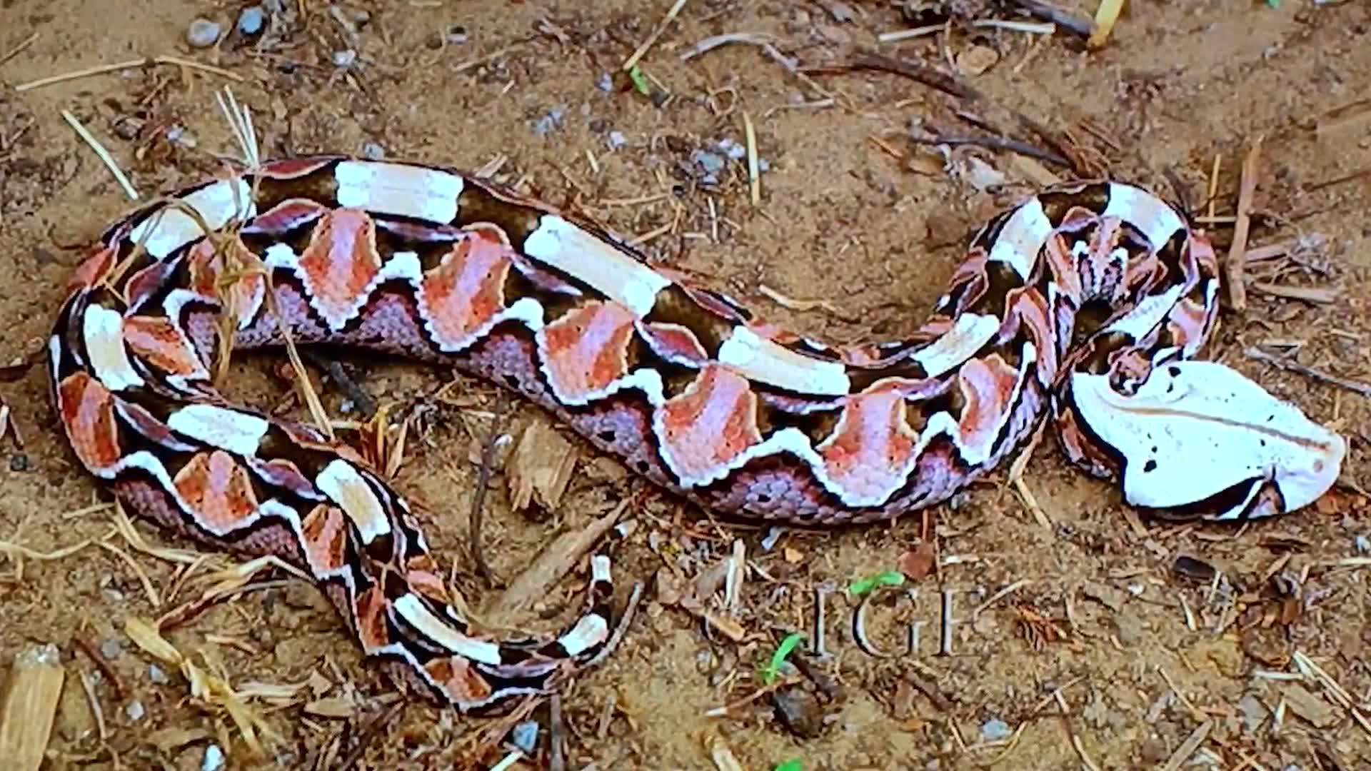 Gaboon Viper Wallpapers - Wallpaper Cave