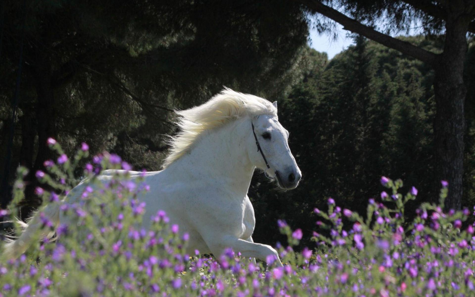 Springtime Horses Wallpapers - Wallpaper Cave
