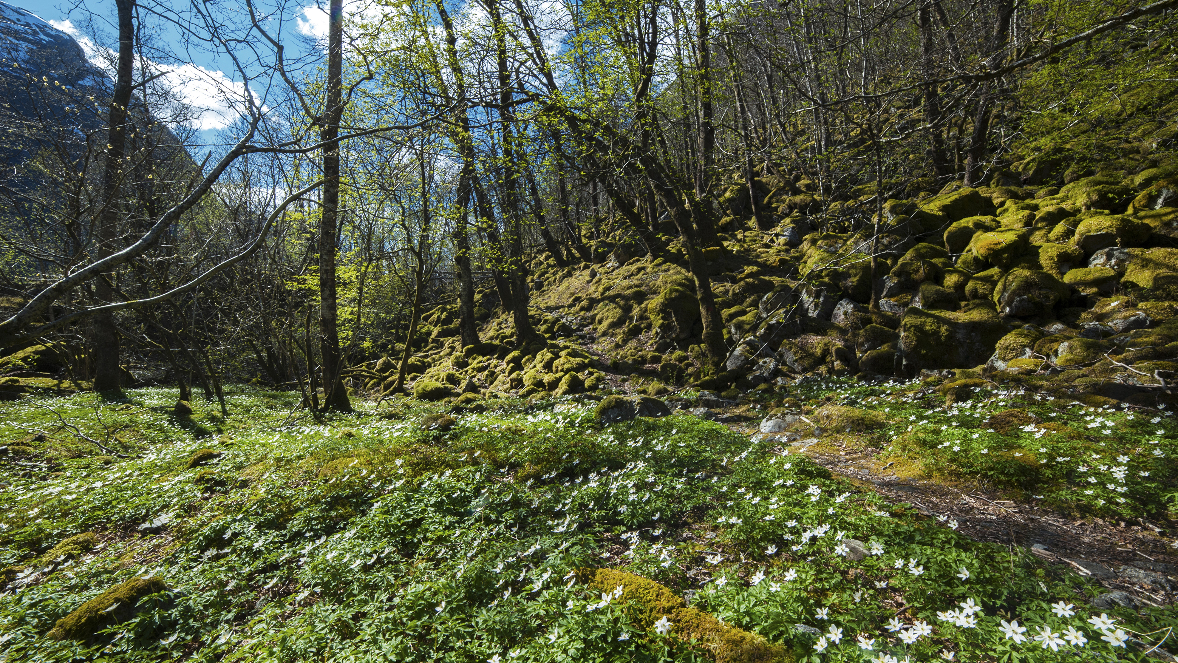 Picture Norway Forsand Rogaland Spring Nature Snowdrops 3840x2160