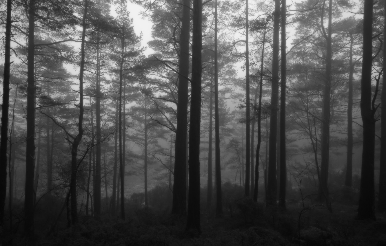 Wallpaper forest, trees, nature, black & white, spring, morning, Norway, black and white, monochrome image for desktop, section природа