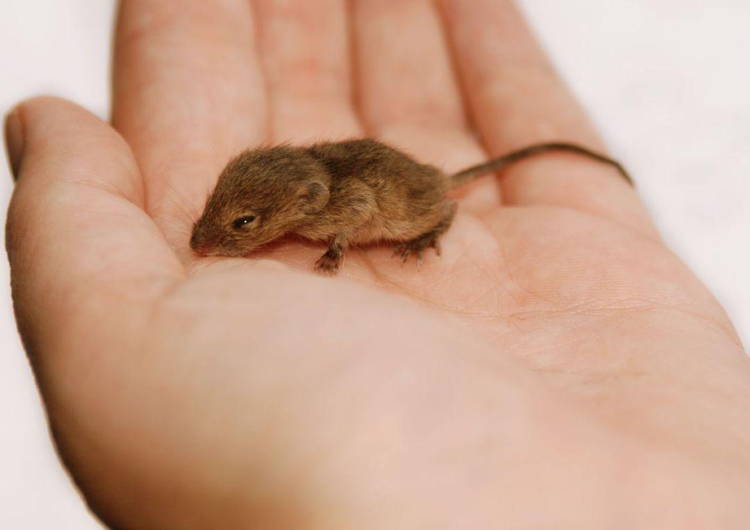 Cute Baby Mice Wallpaper Picture HD APK for Android Download