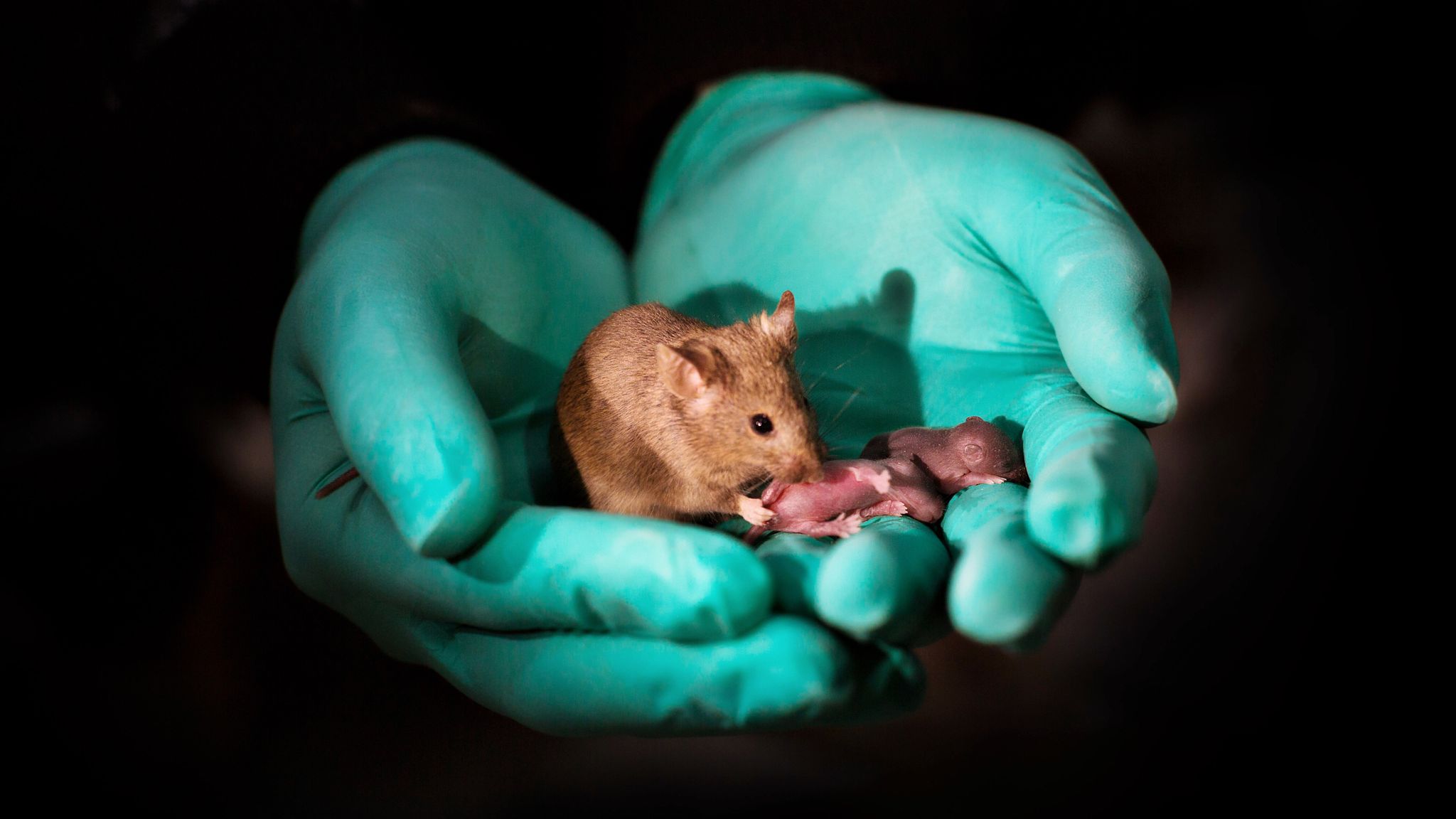 Same Sex Parents Produce Healthy Baby Mice For First Time. Science & Tech News