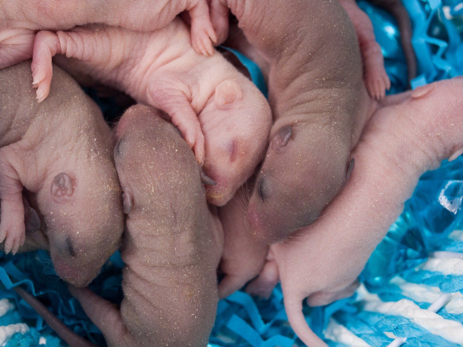 Woman Finds Newborn Baby Mice Under Blanket in Her Farmhouse Bed