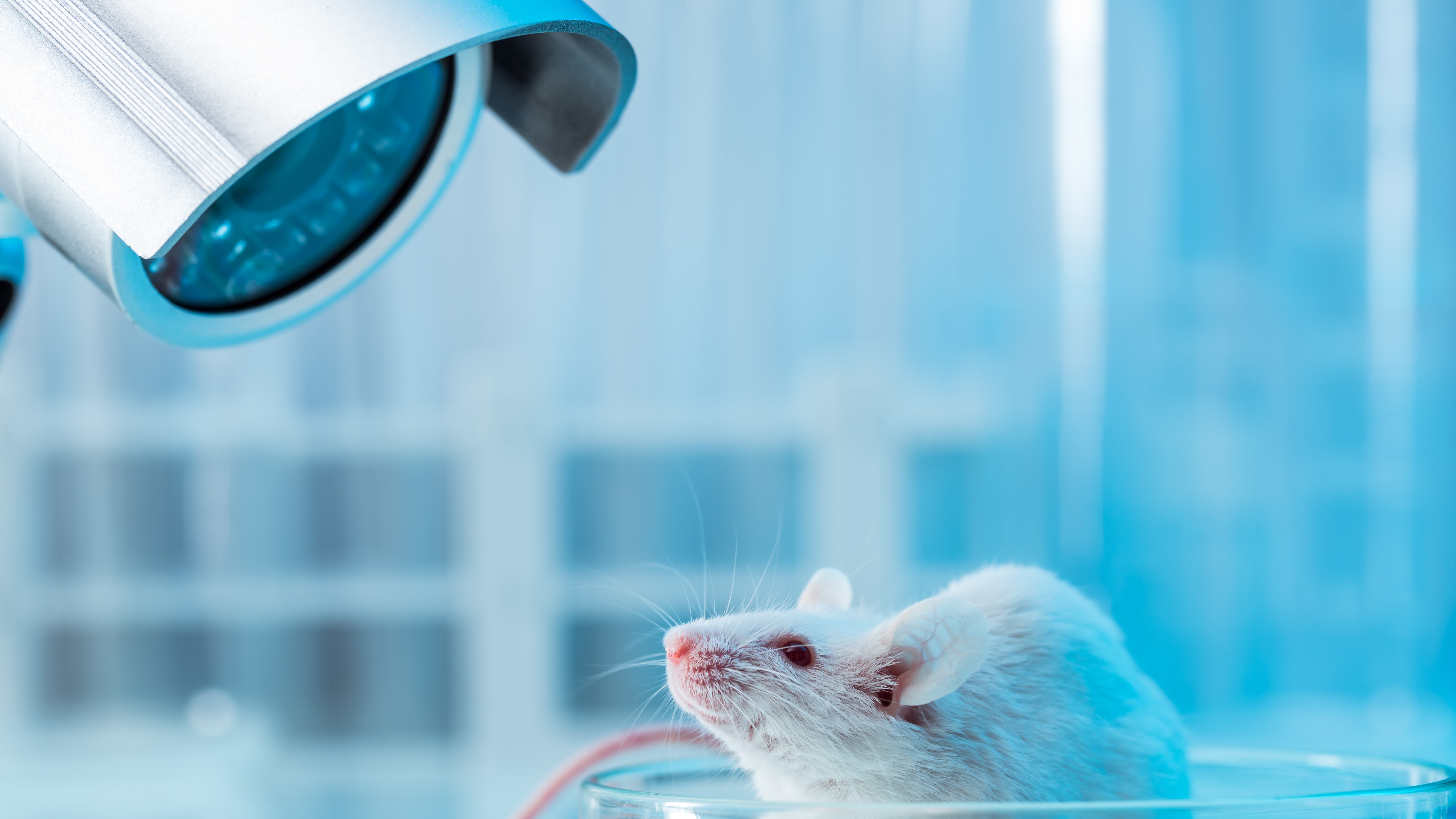 In Huge Win for Gay Rodents, Scientists Make Baby Mice from Cells of Two Fathers