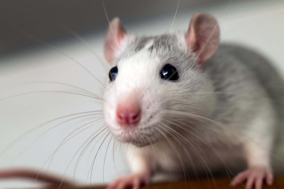 Pain: AI that can see discomfort in a mouse's face could aid drug development