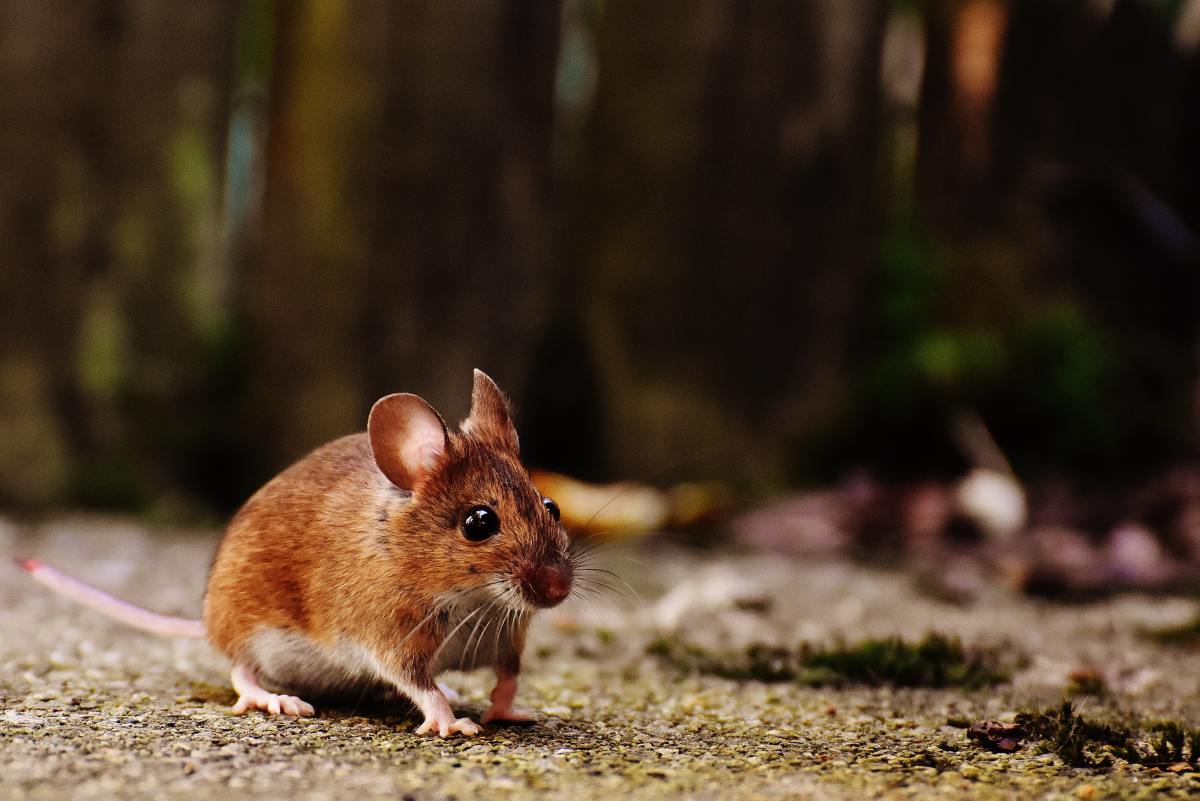 What to Do When Your Pet Mouse Has Babies