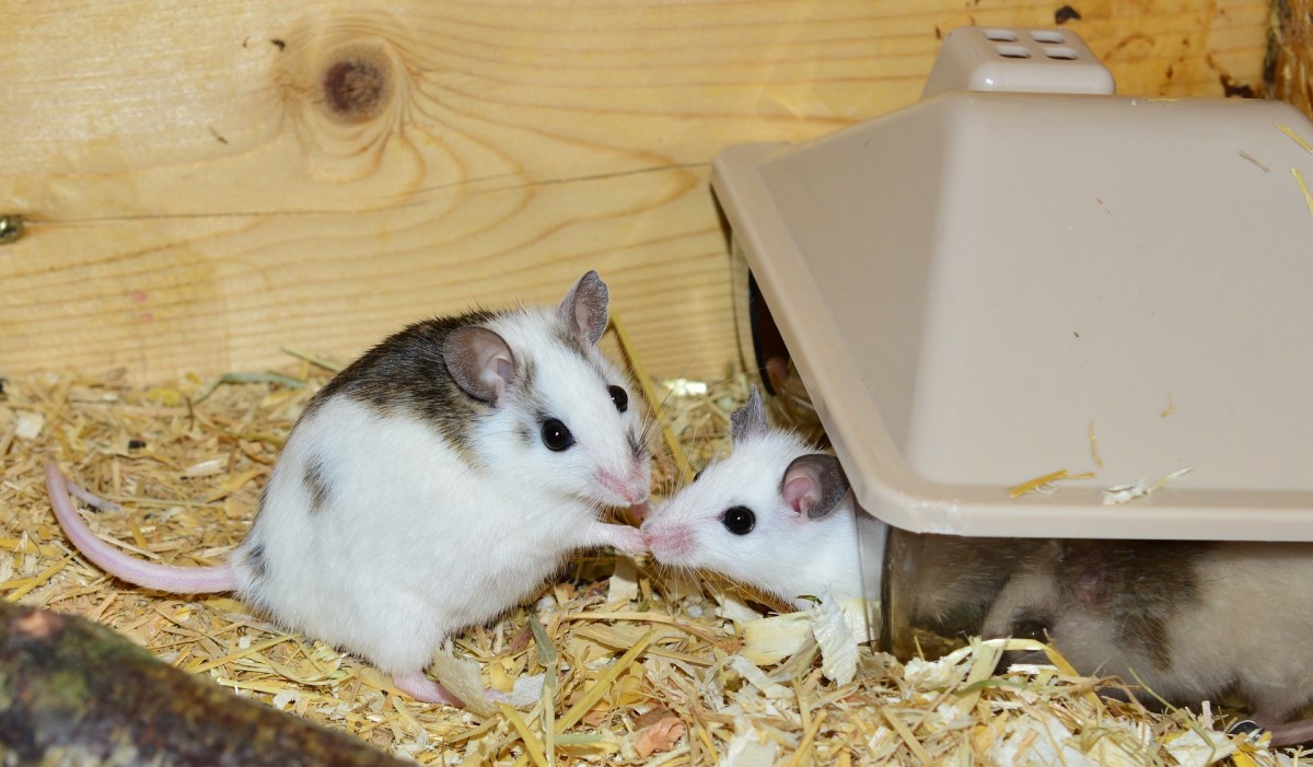 How to Introduce Two Pet Mice to the Same Cage