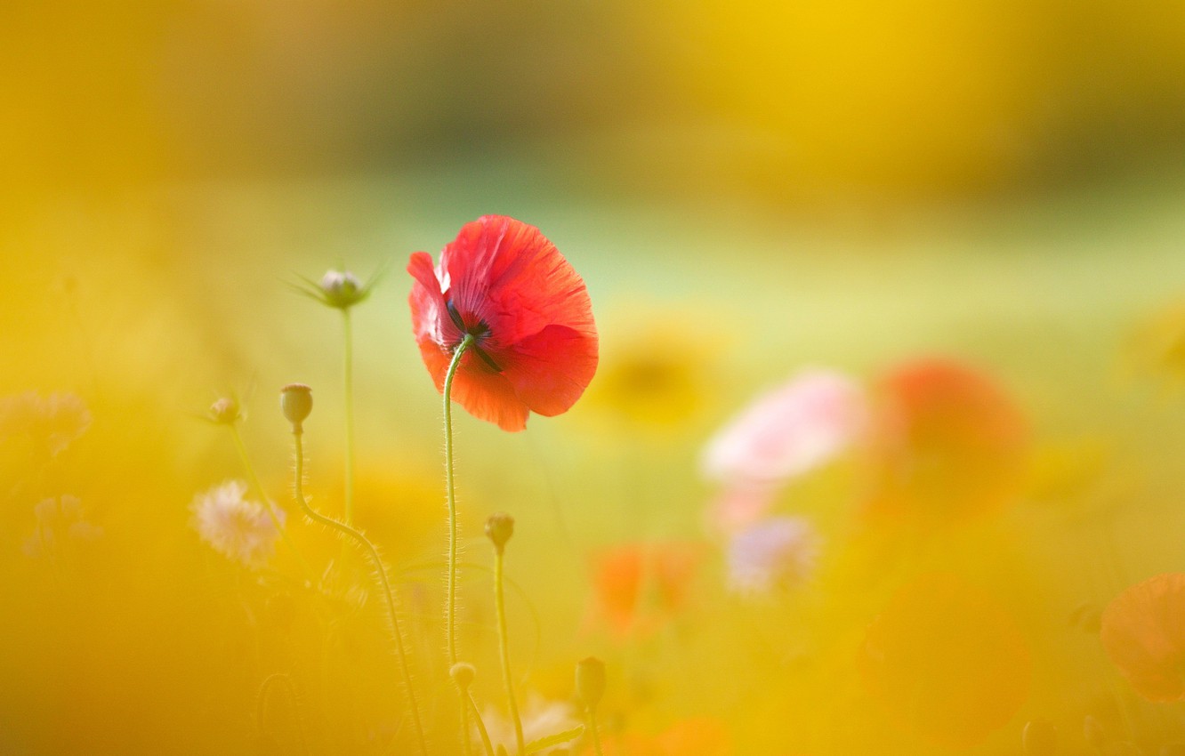 Sunny Yellow And Red Flowers Wallpapers - Wallpaper Cave