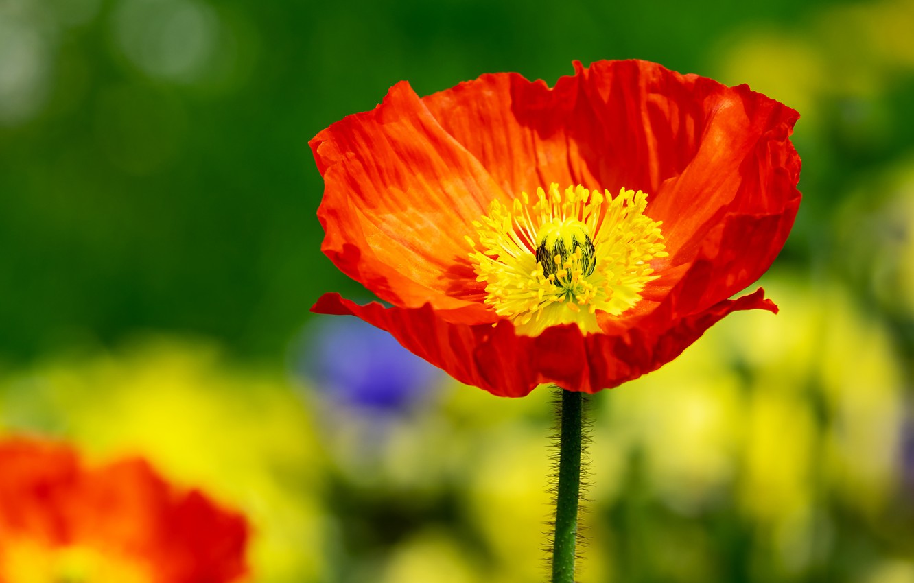 Sunny Yellow And Red Flowers Wallpapers - Wallpaper Cave
