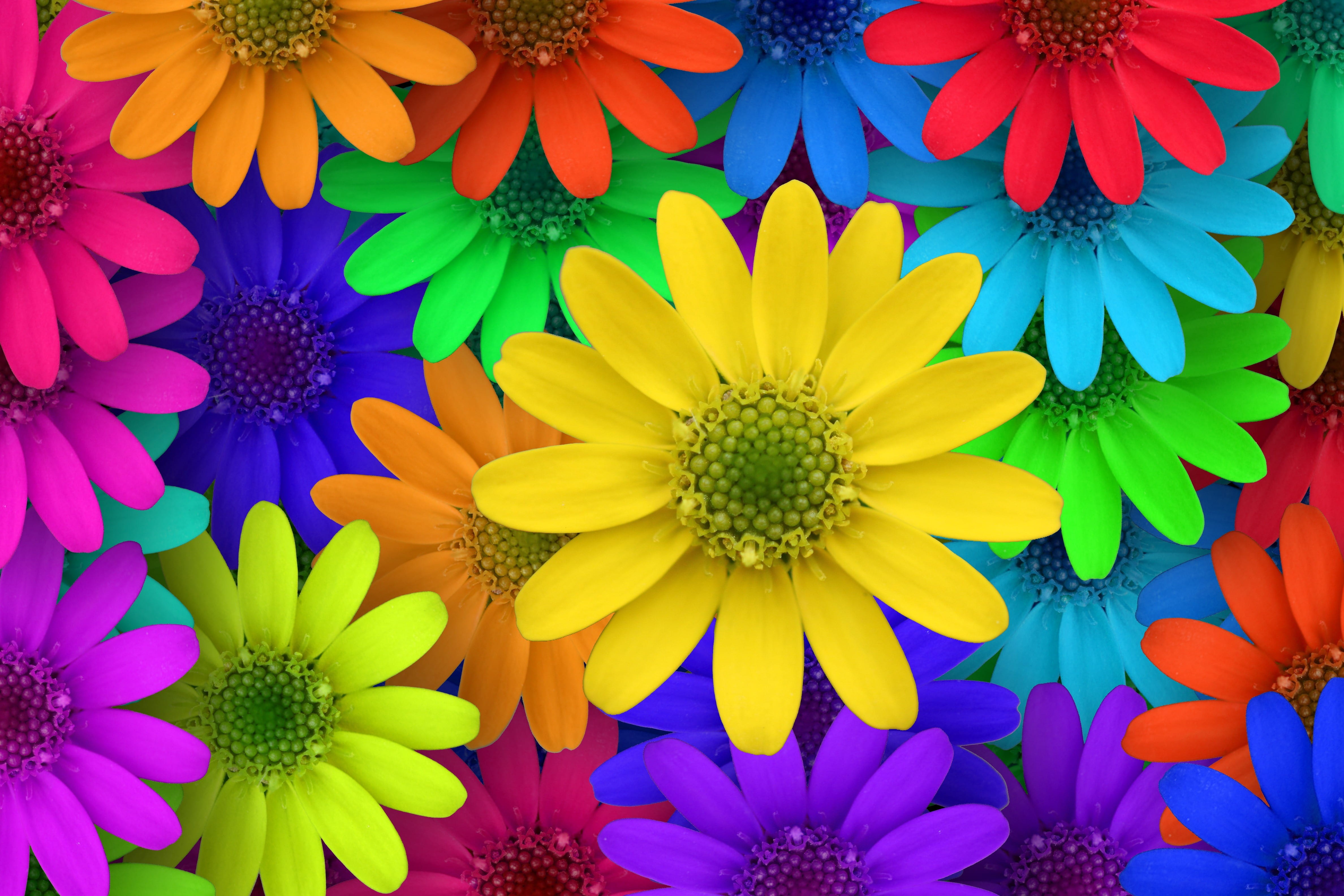 Sunny Yellow And Red Flowers Wallpapers - Wallpaper Cave