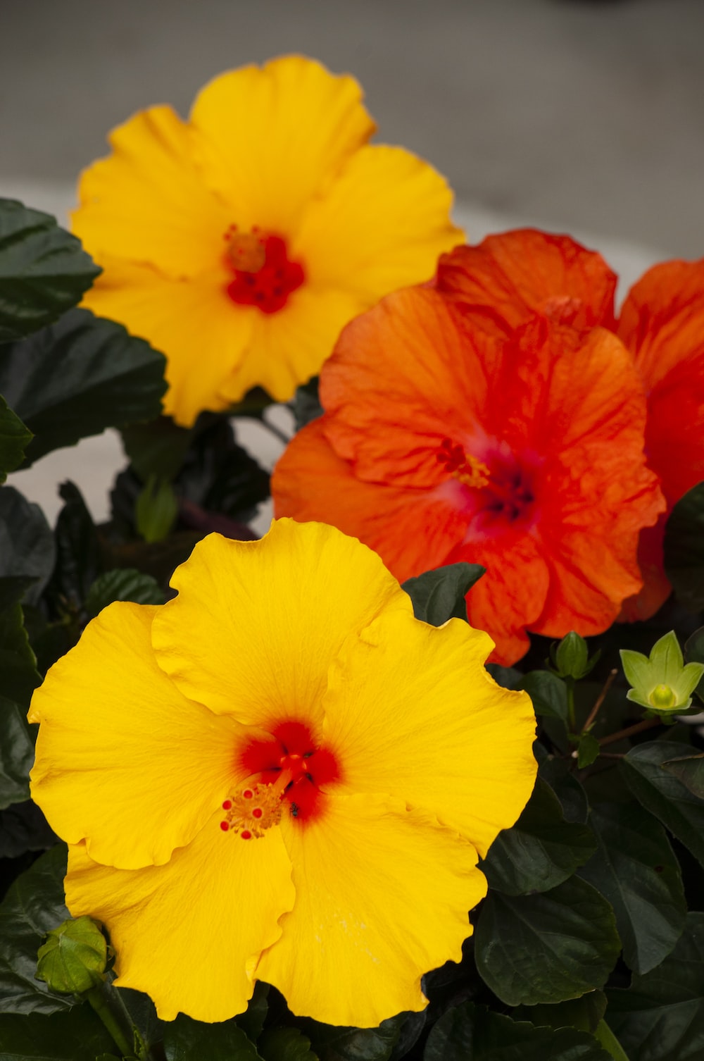 Sunny Yellow And Red Flowers Wallpapers - Wallpaper Cave