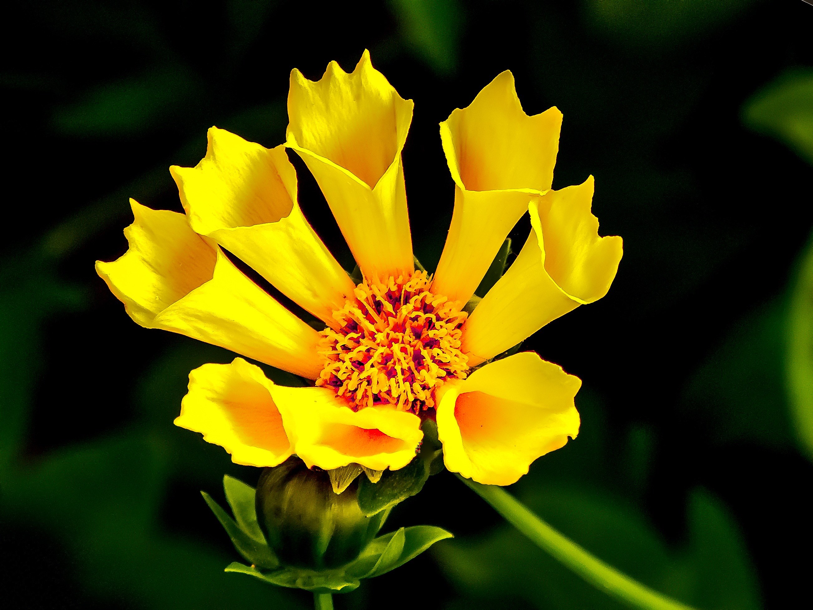 Sunny Yellow And Red Flowers Wallpapers - Wallpaper Cave