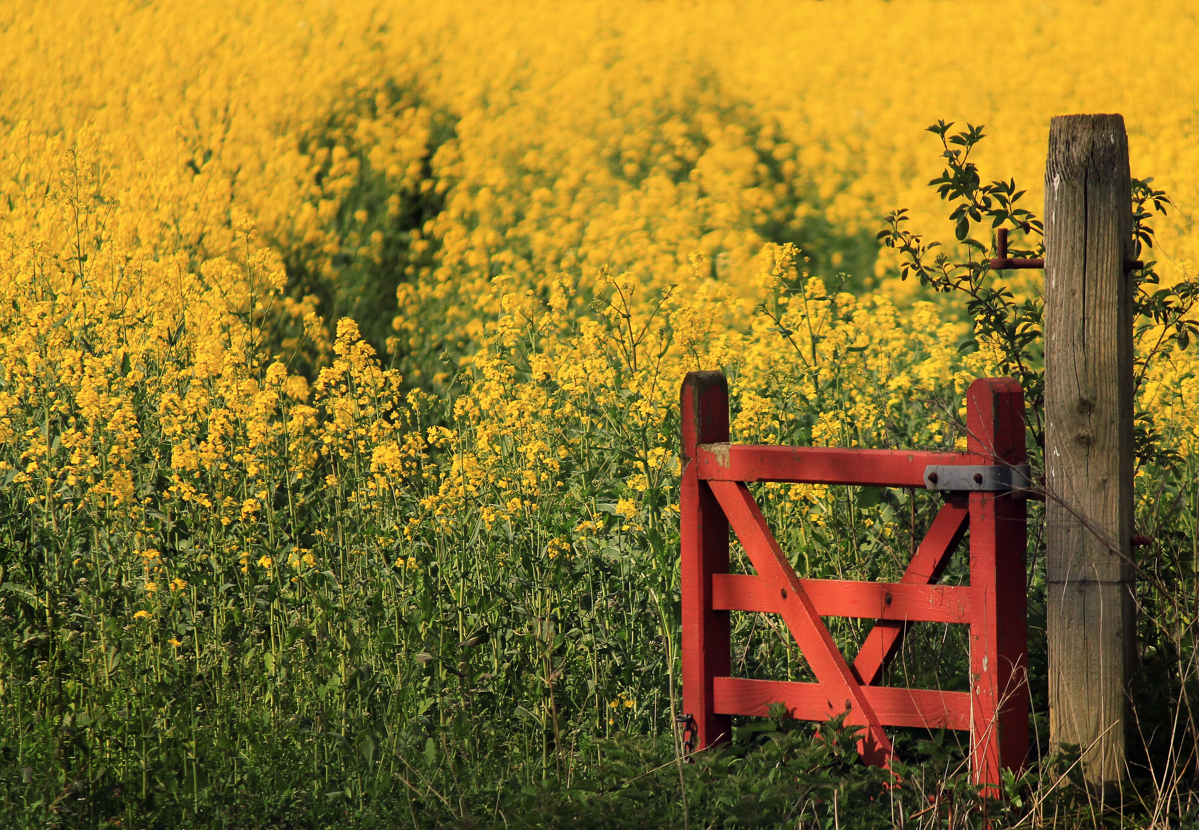 Wallpaper, flowers, red, England, sunlight, flower, colour, green, nature, field, sunshine, yellow, rural, Canon, countryside, spring, gate, colours, afternoon, view, natural, bright, farm, country, farmland, rape, crops, oxfordshire, Rapeseed