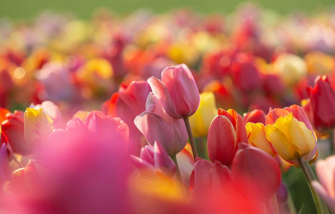 Sunny Yellow And Red Flowers Wallpapers - Wallpaper Cave