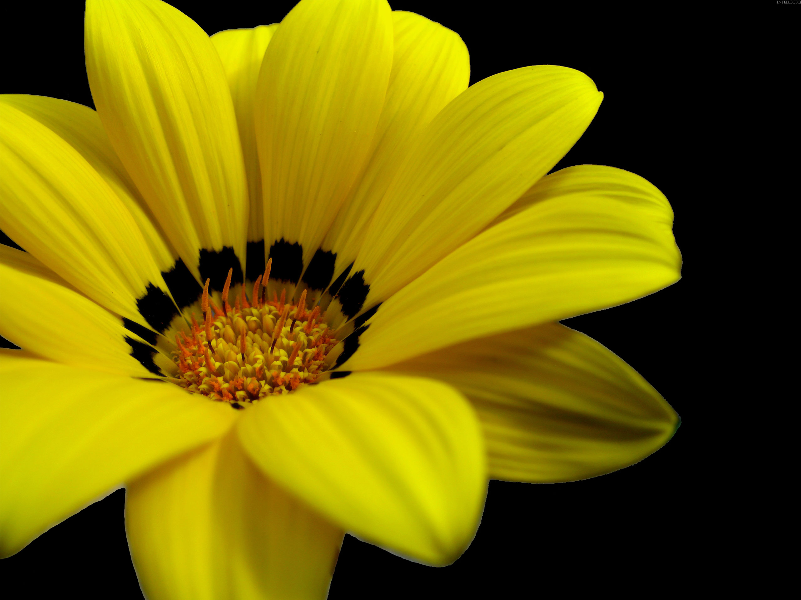Sunny Yellow And Red Flowers Wallpapers - Wallpaper Cave