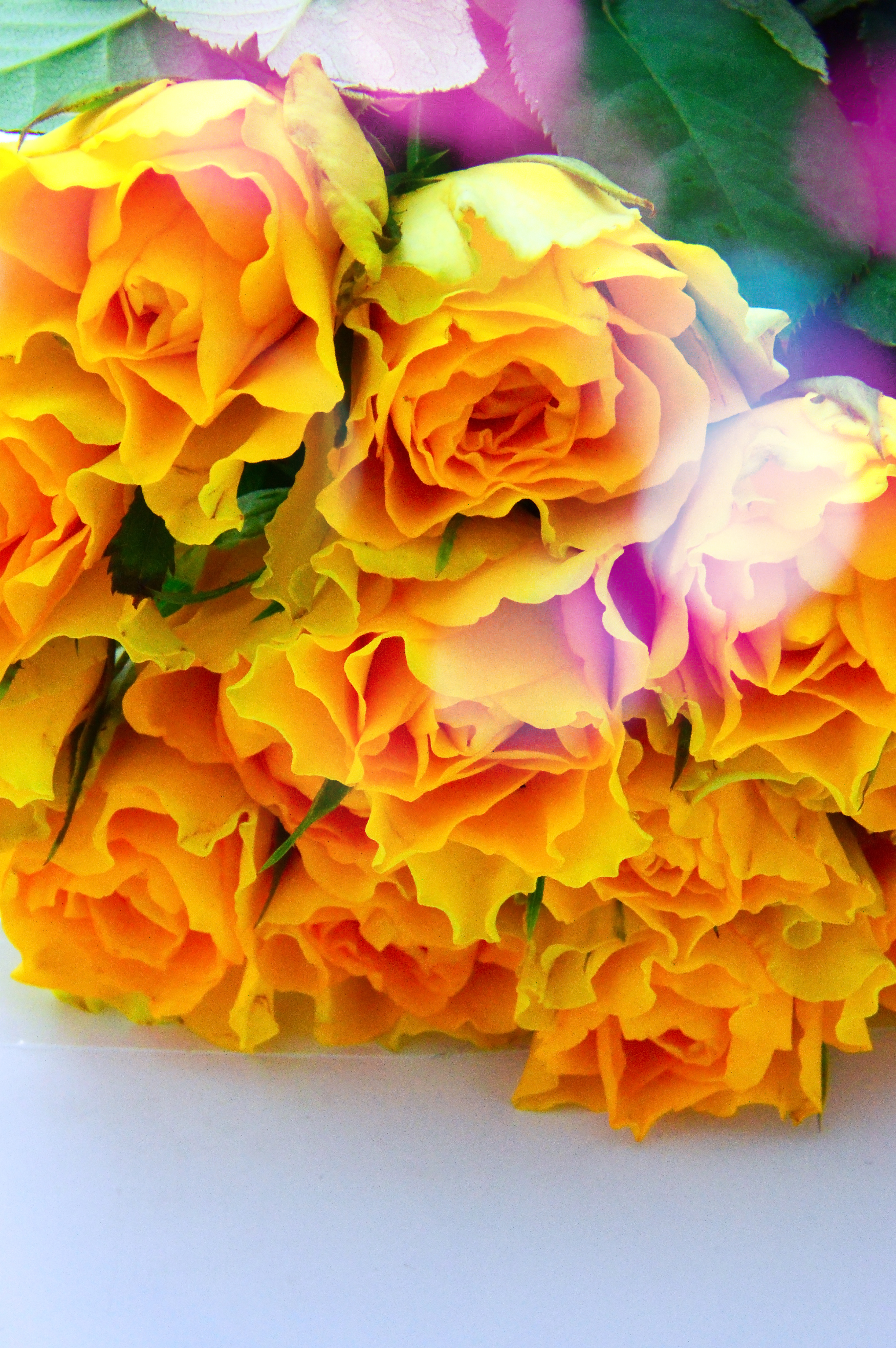 Free Image, white, background, yellow, cellophane, orange, bright, color, fresh, red, colorful, nature, beauty, green, isolated, decoration, golden, vertical, market, variety, petal, floristry, cut flowers, rose family, flower arranging, flowering plant