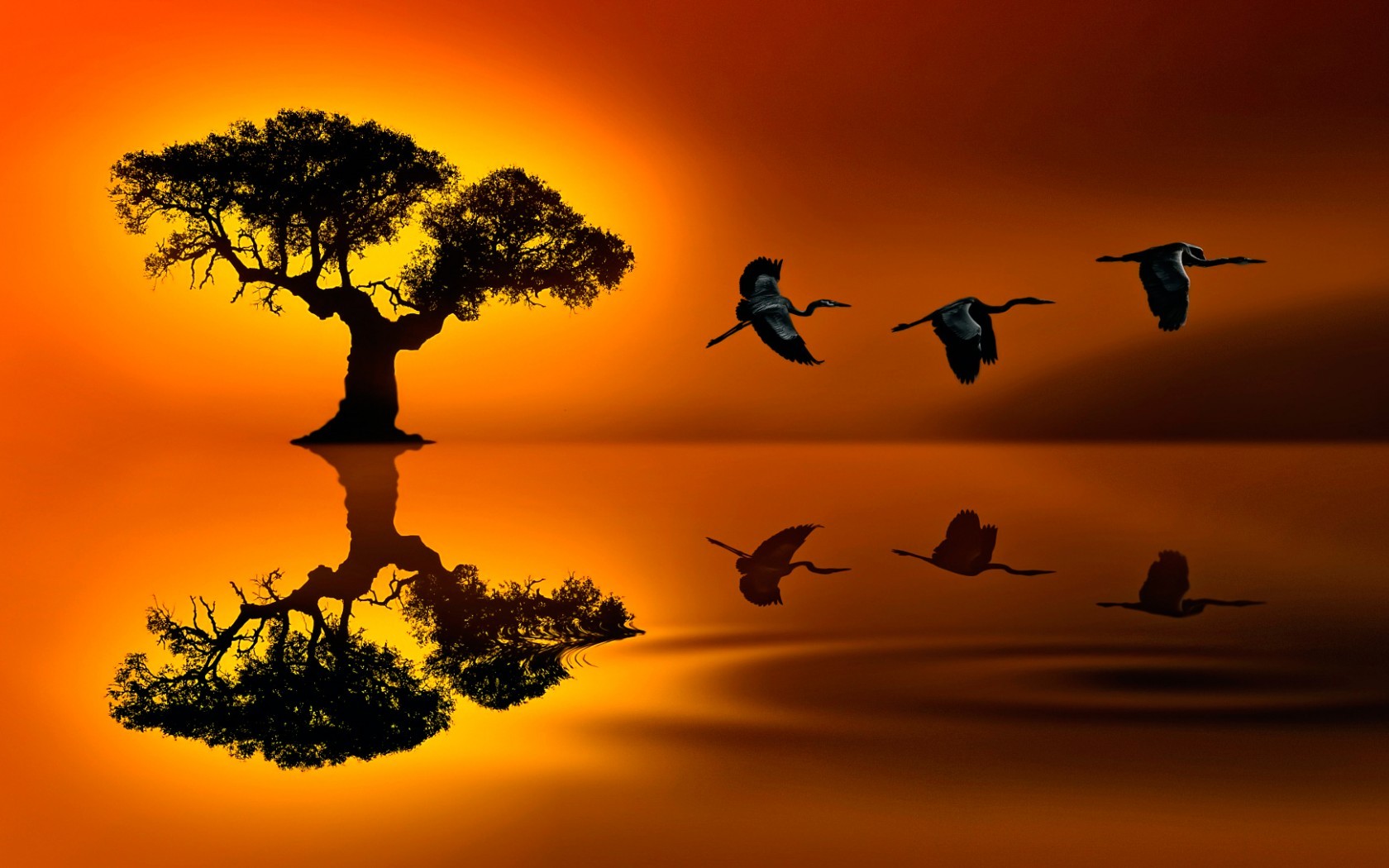 Wallpaper, sunlight, illustration, digital art, sunset, collage, reflection, silhouette, sunrise, evening, morning, dusk, flower, dawn, computer wallpaper, savanna 1680x1050