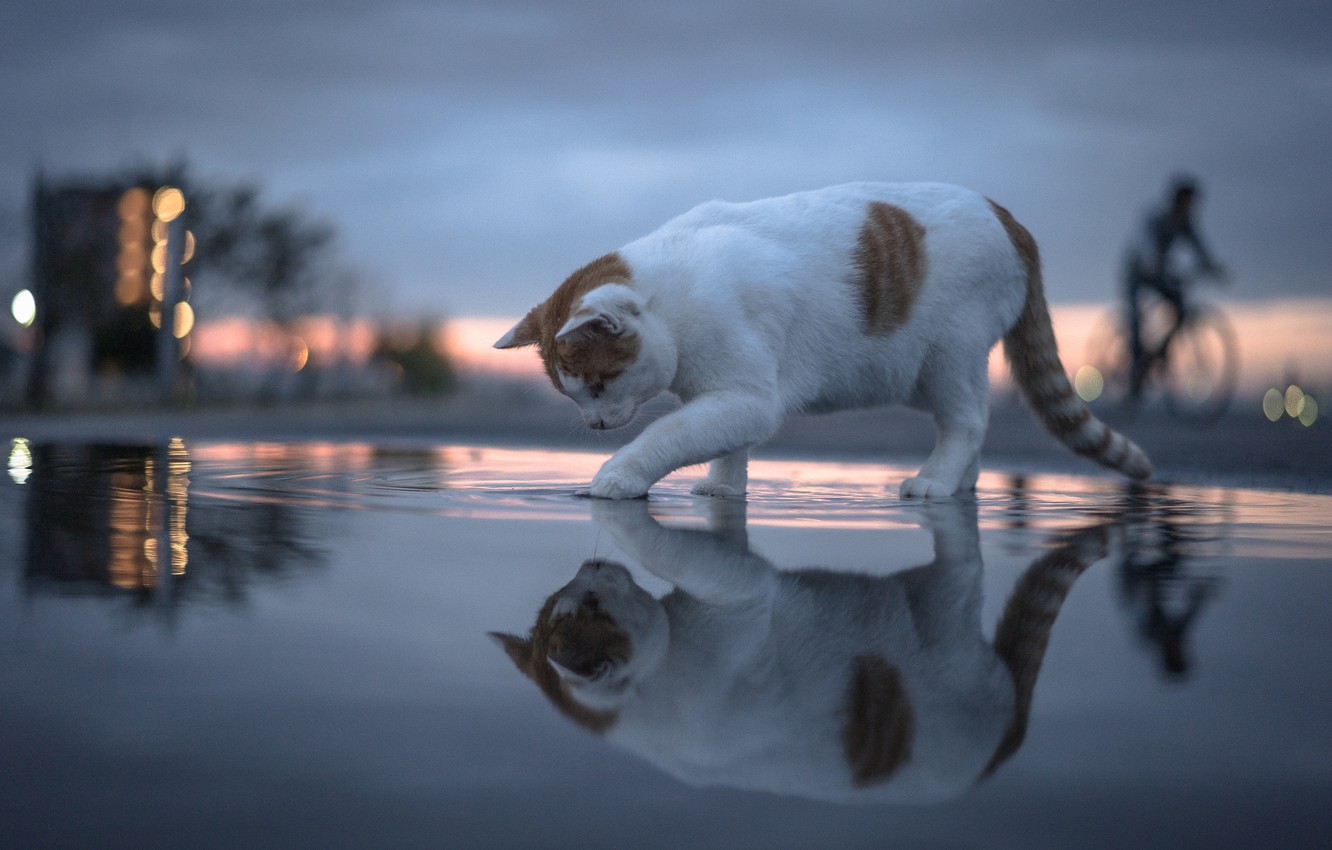 Wallpaper cat, cat, water, reflection, bokeh image for desktop, section кошки