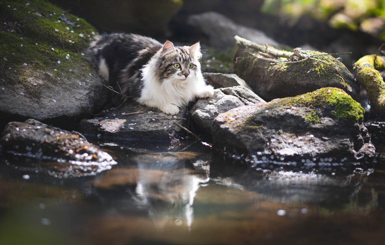 Wallpaper cat, cat, water, reflection, stones, fluffy image for desktop, section кошки