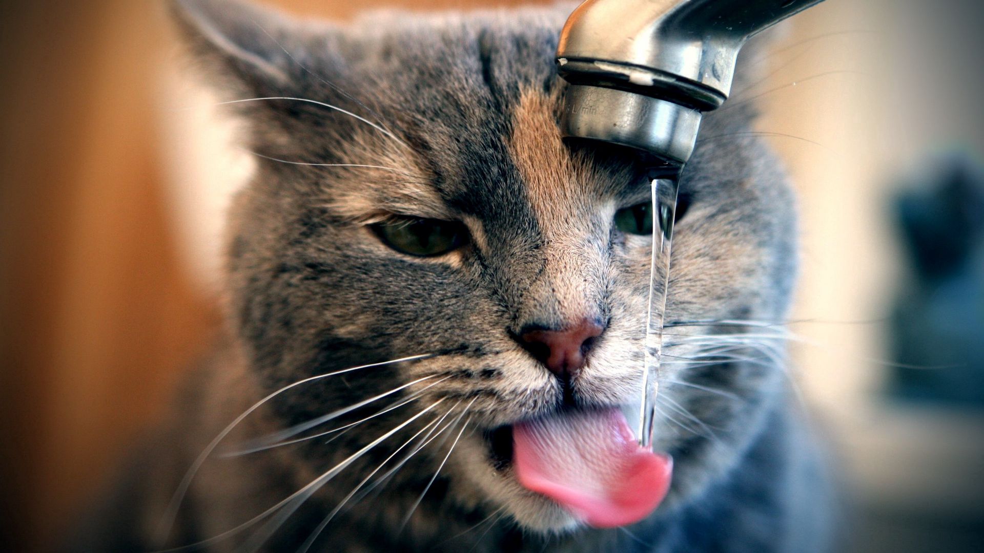 Download wallpaper 1920x1080 cat, tap, water, drops, drink, thirst full hd, hdtv, fhd, 1080p HD background