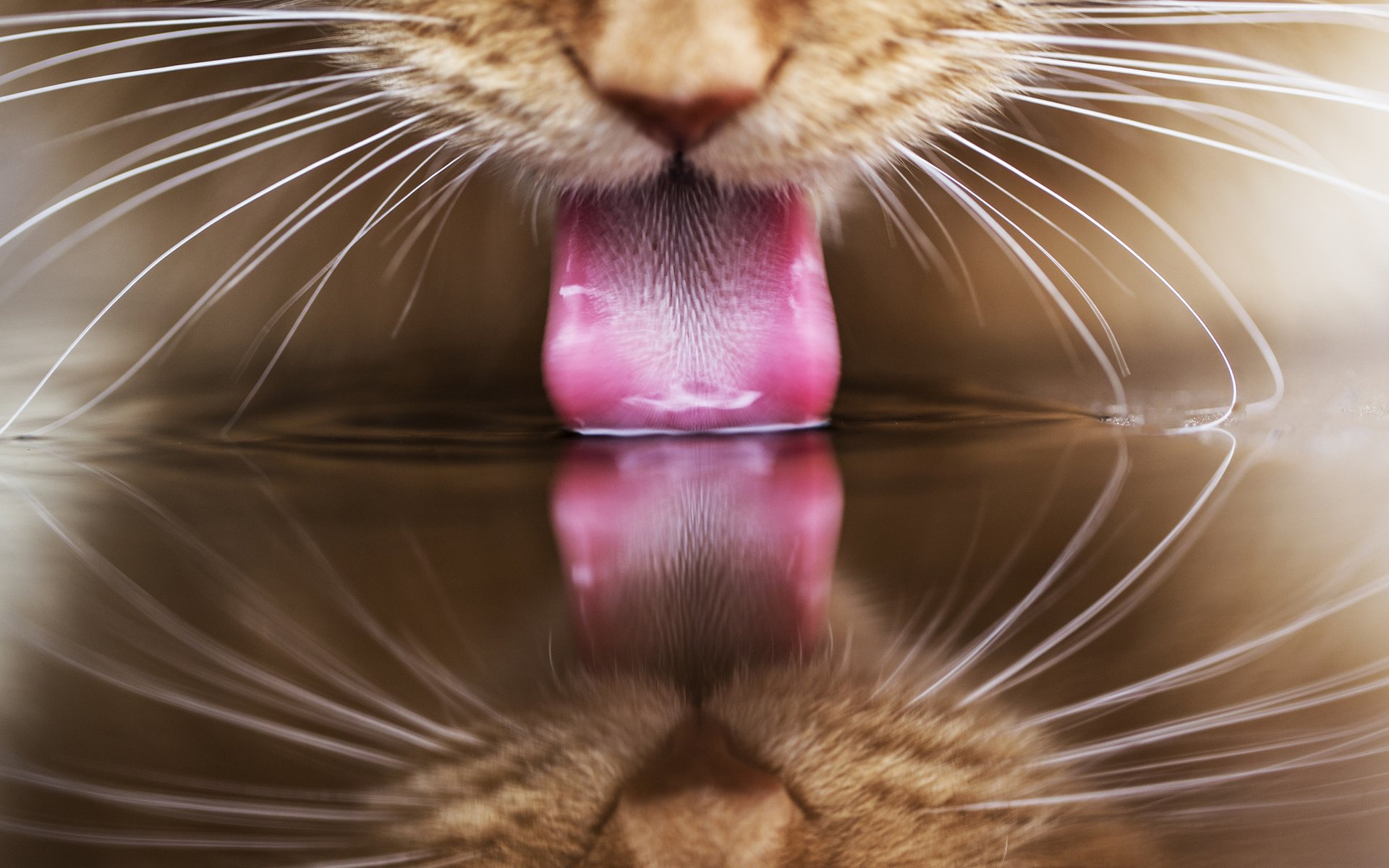 cat, Tongue, Red, Reflection, Water Wallpaper HD / Desktop and Mobile Background