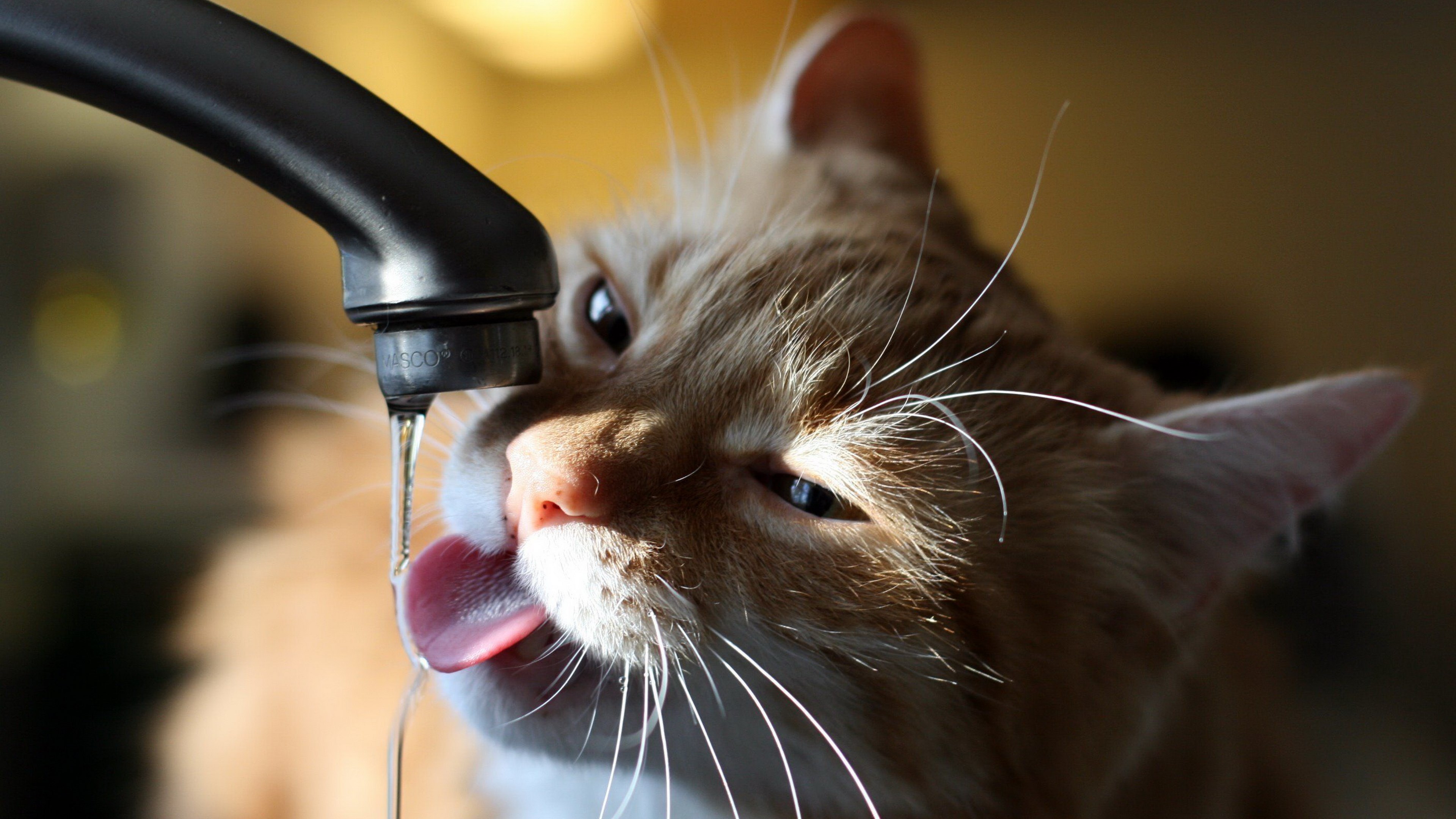 cats drink water from faucet image Gallery HD Wallpaper