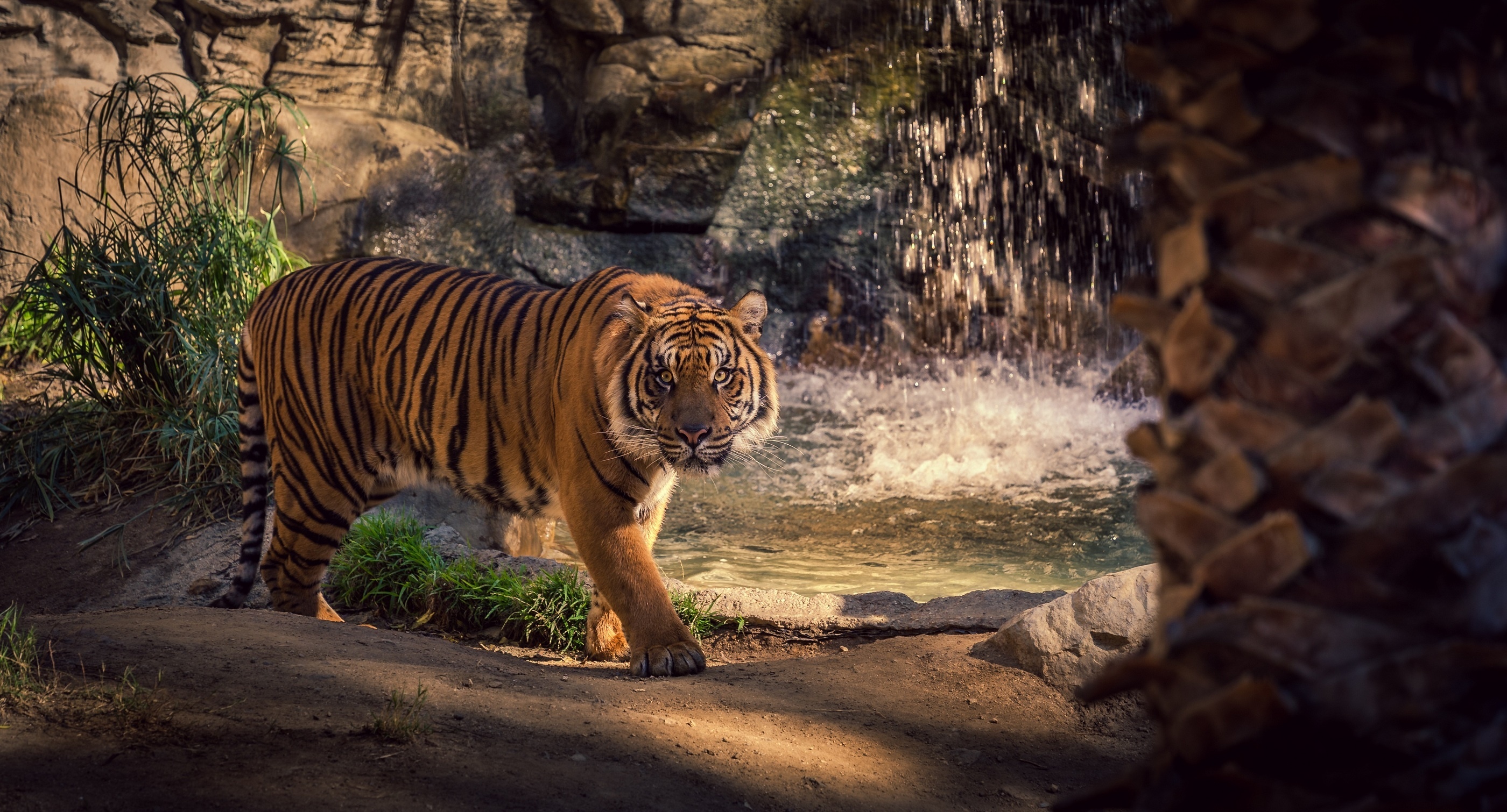 Free download Tiger wild cat rocks water waterfall wallpaper 2800x1510 [2800x1510] for your Desktop, Mobile & Tablet. Explore Cat Water Wallpaper. Water Background, Water Droplet Wallpaper, Water Background