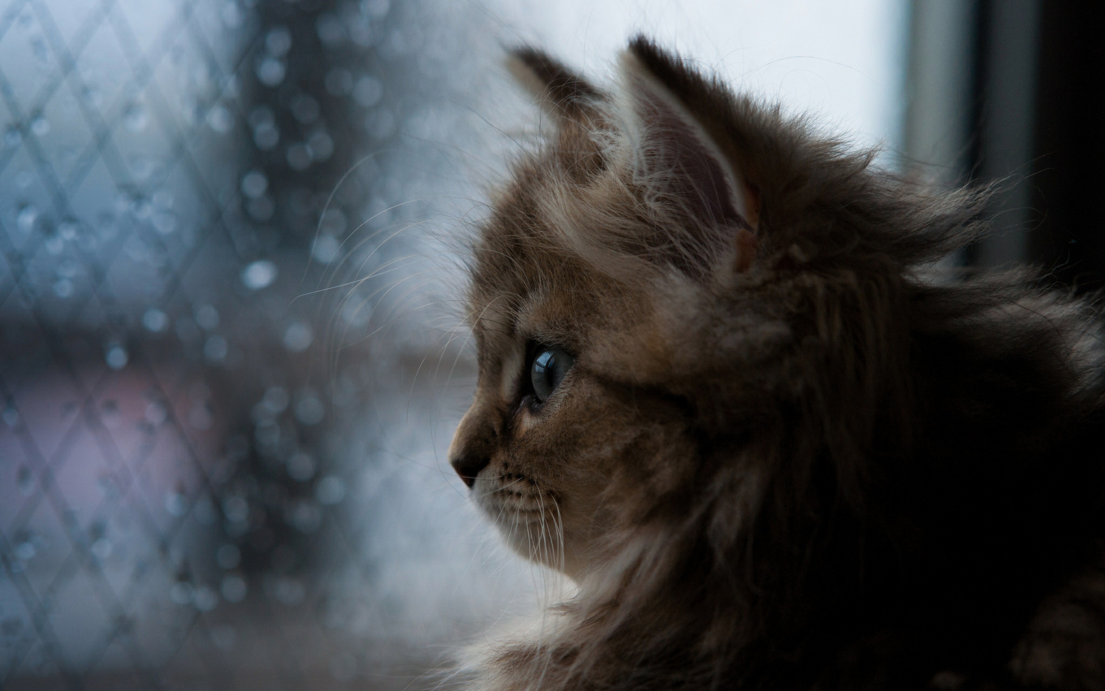 face, bokeh, rain, cat, water drops, animals, window, Ben Torode Gallery HD Wallpaper