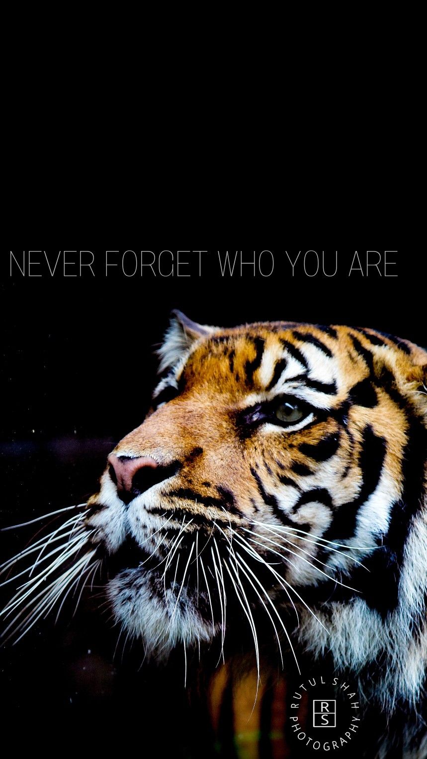 Never forget who you are #tiger #roar #quotes #wallpaper. Tiger wallpaper, Endangered wildlife, Animals wild