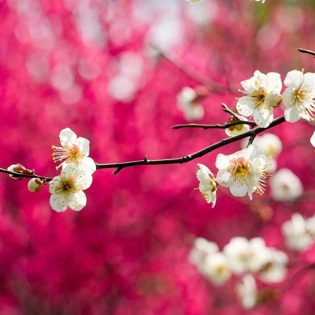Free Spring iPad Wallpaper Downloads, Spring iPad Wallpaper for FREE