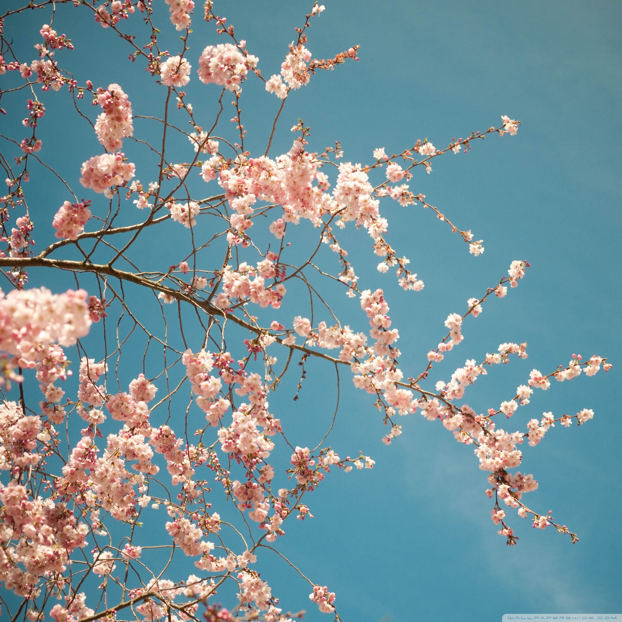 Springtime iPad Wallpapers - Wallpaper Cave